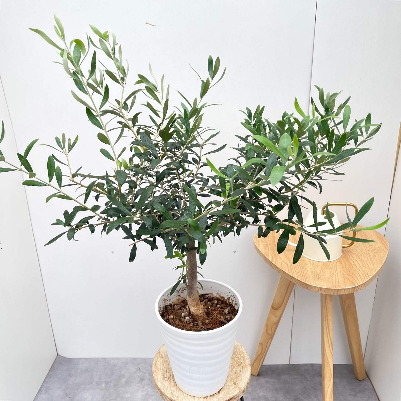 オリーブ ネバディロブランコ 4【現品】観葉植物 創樹 SOUJU 6号