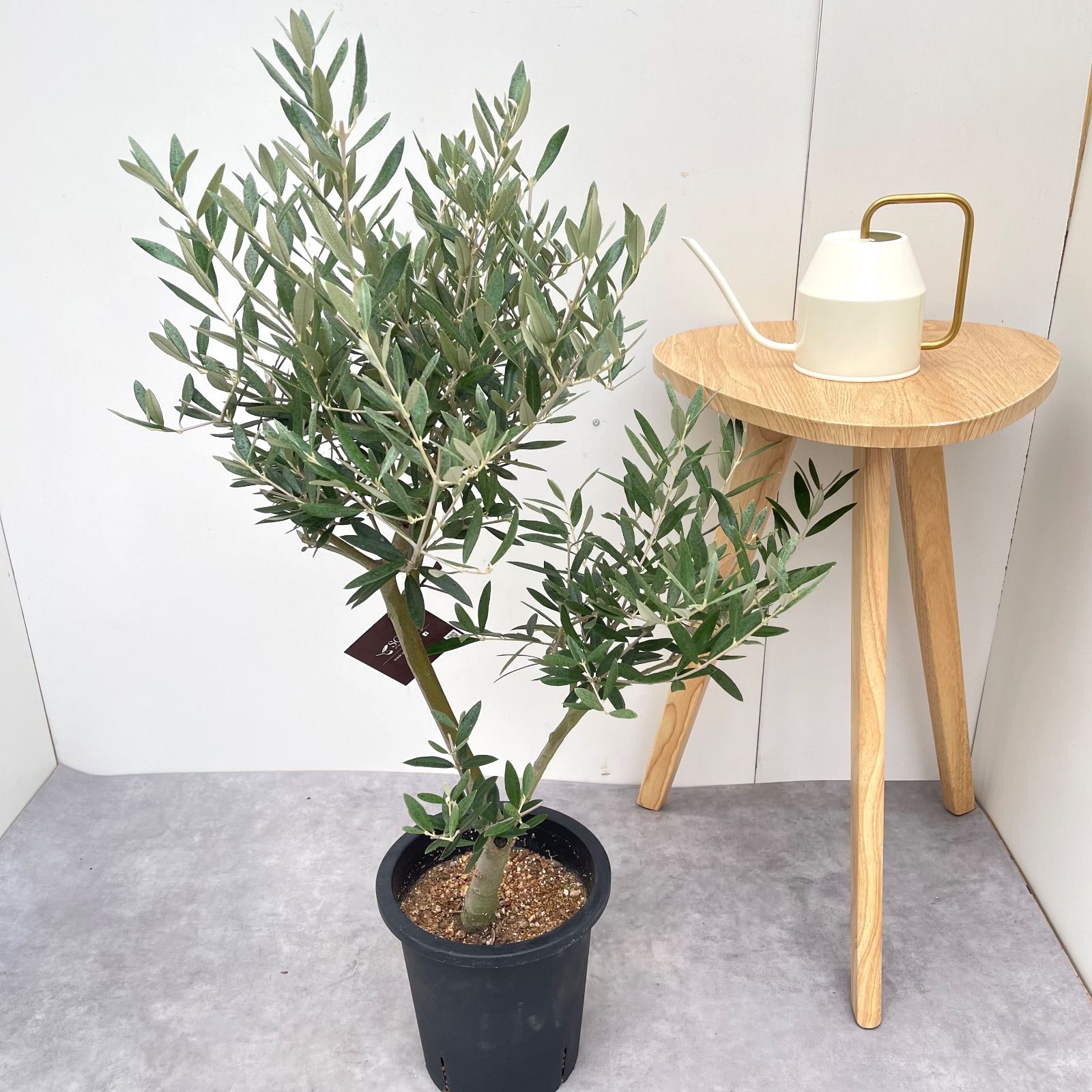 オリーブ ピクアル 5【現品】観葉植物 庭木 創樹 SOUJU 7号
