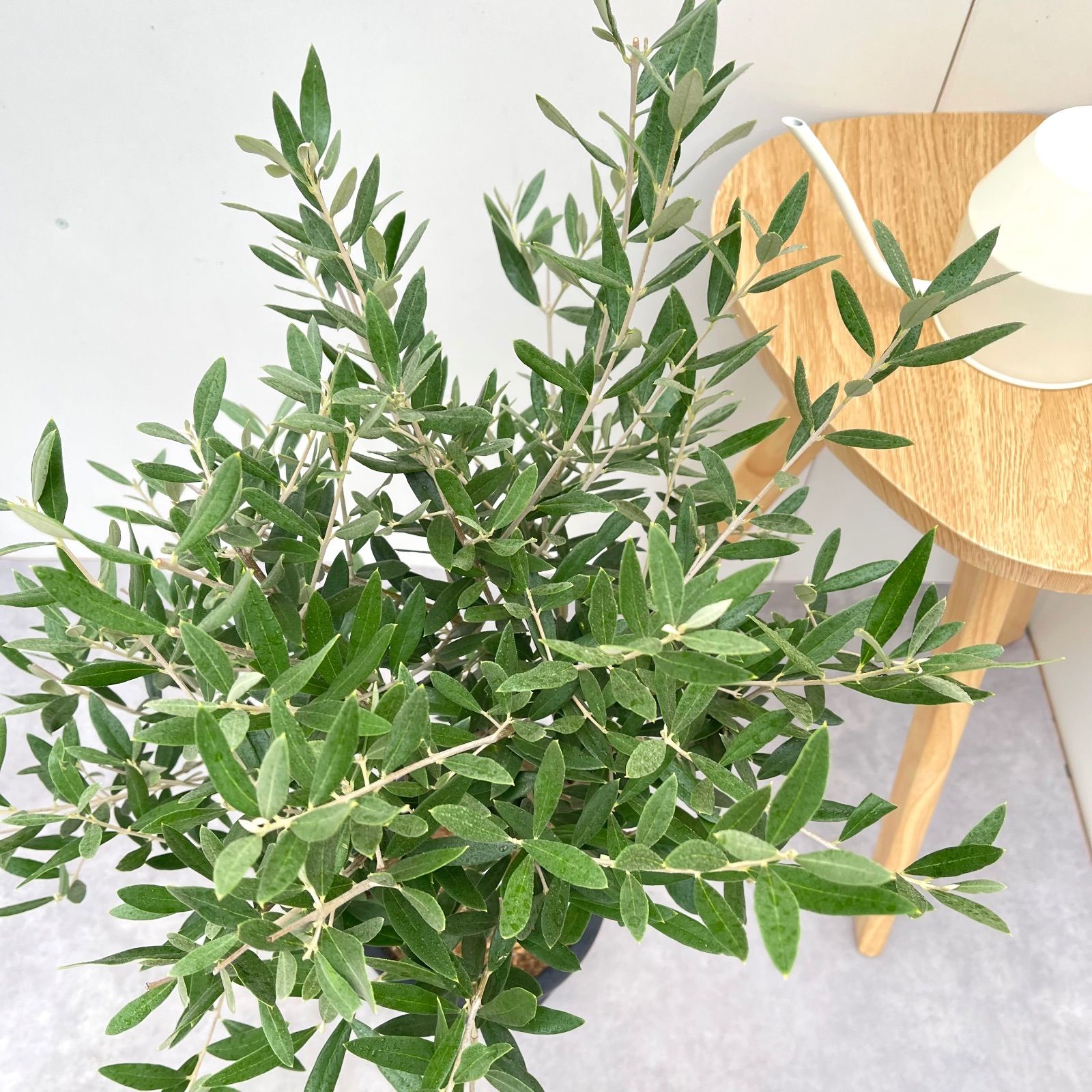 オリーブ ピクアル 5【現品】観葉植物 庭木 創樹 SOUJU 7号 - メルカリ