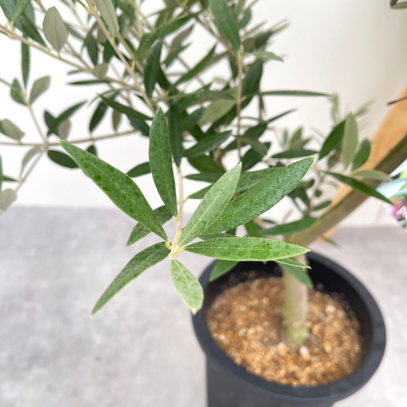 オリーブ ピクアル 5 現品 観葉植物 庭木 創樹 SOUJU 7号 省スペース 常緑樹 