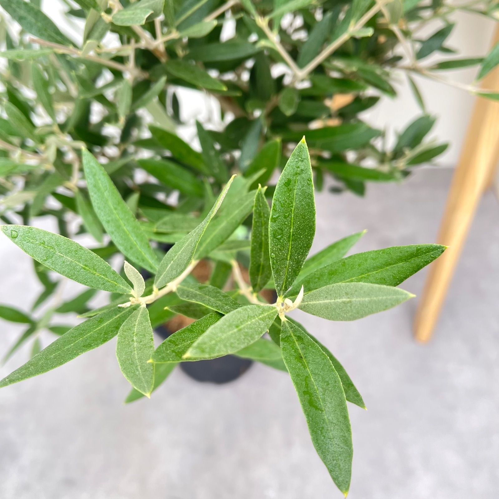 オリーブ ピクアル 5【現品】観葉植物 庭木 創樹 SOUJU 7号 - メルカリ