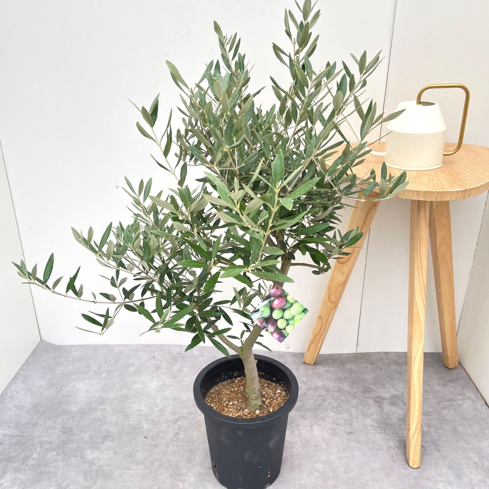 オリーブ太木挿 幹直径約8㎝ 古木 盆栽極太 塊根 太枝 鉢植え ポップ様