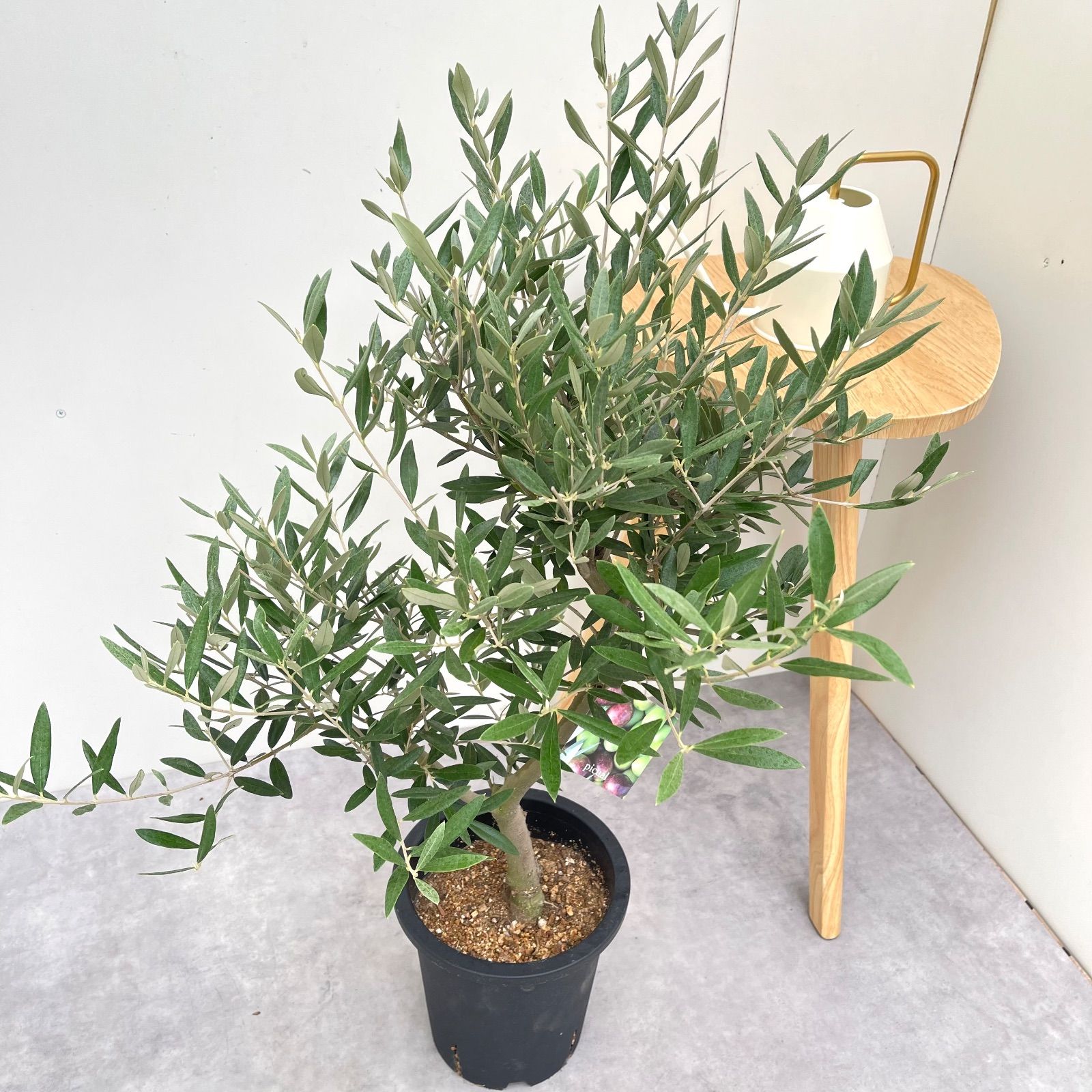 オリーブ ピクアル 5 現品 観葉植物 庭木 創樹 SOUJU 7号
