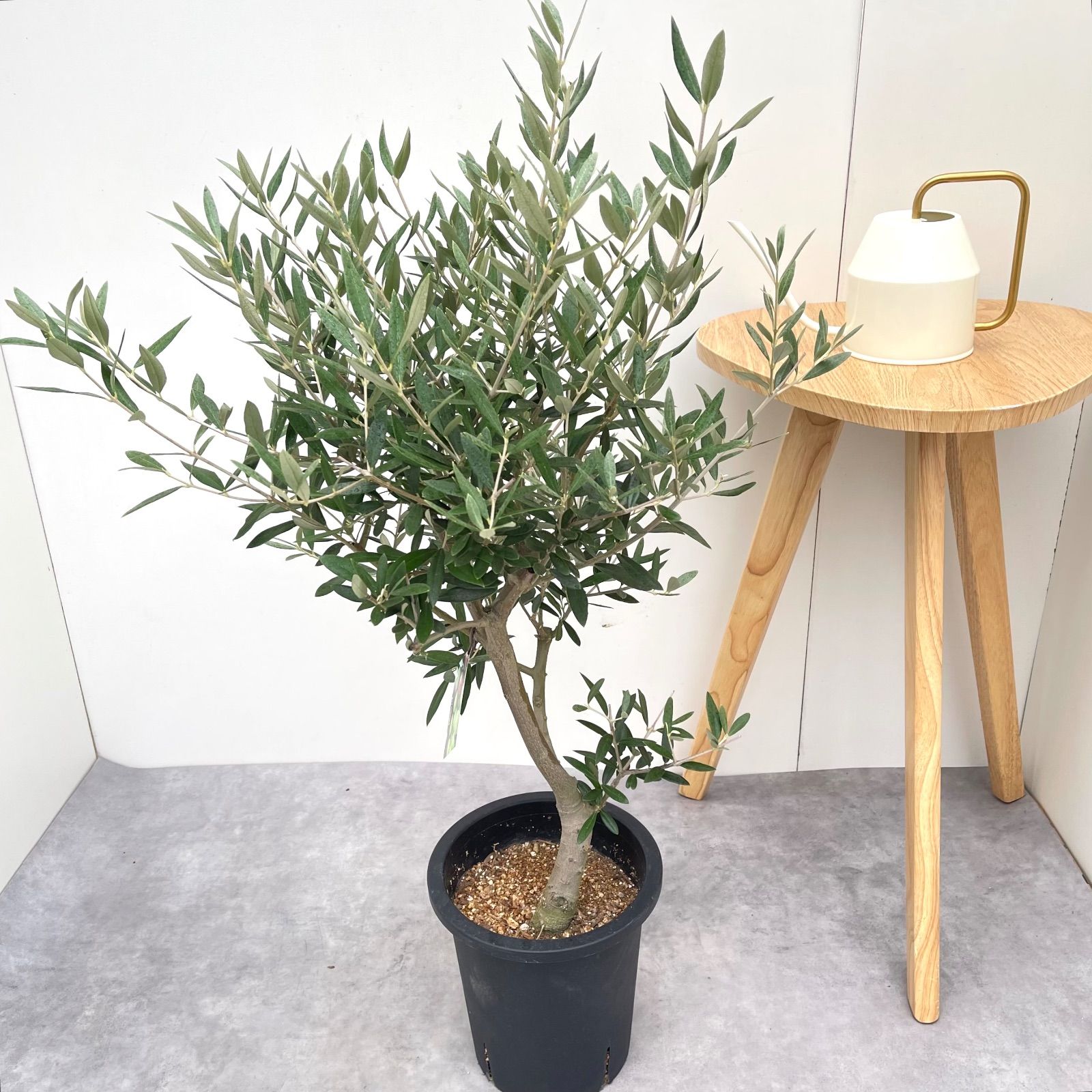 オリーブ ピクアル