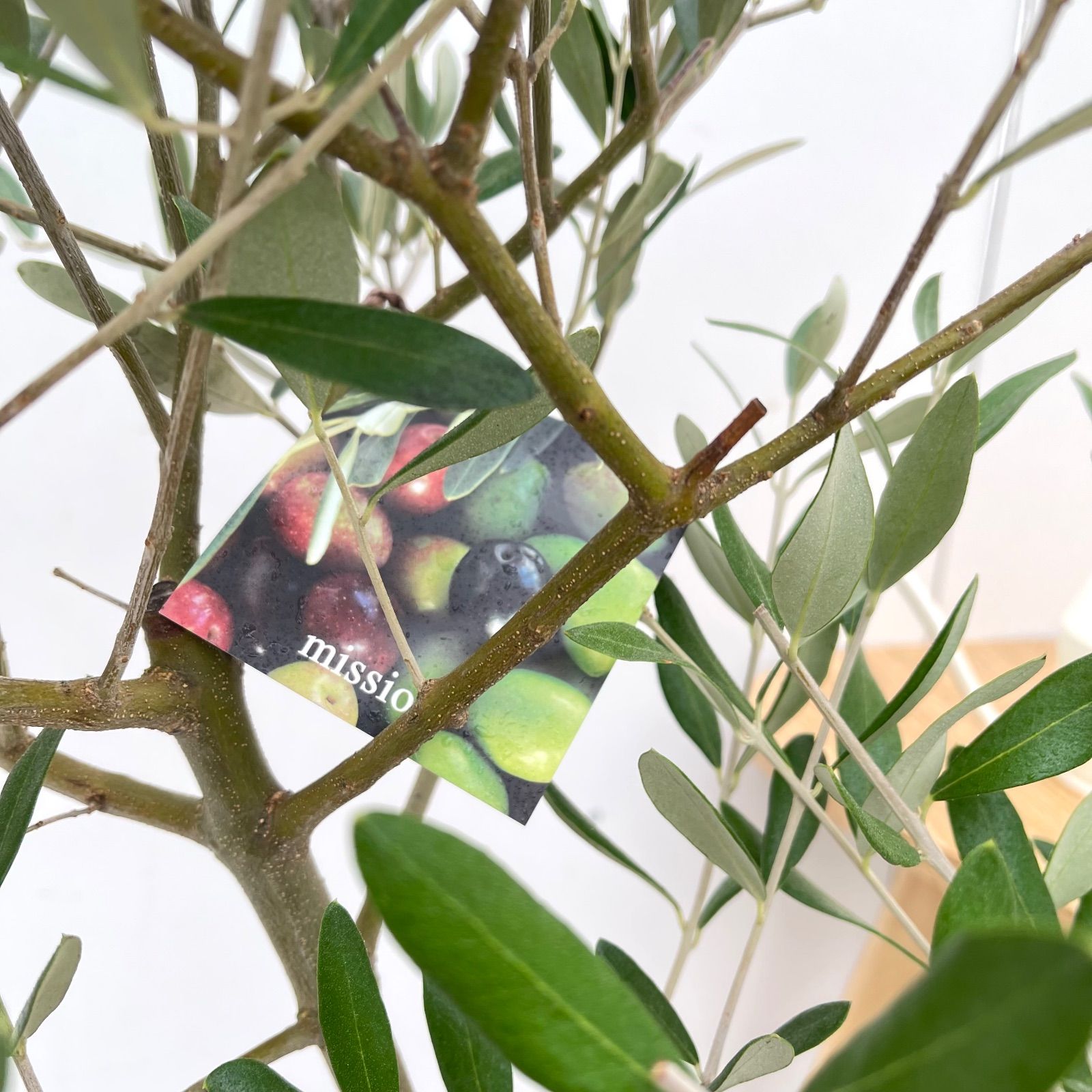  オリーブ ミッション 6 現品 A級品 観葉植物 創樹 SOUJU 7号 常緑樹 苗木 植木