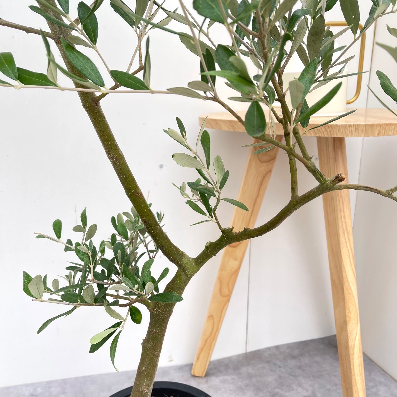 ［現品］【希少】61番　創樹　オリーブ　セントキャサリン　8号　オリーブの木 現品］【希少】61番 創樹 オリーブ セントキャサリン 8号 オリーブの木