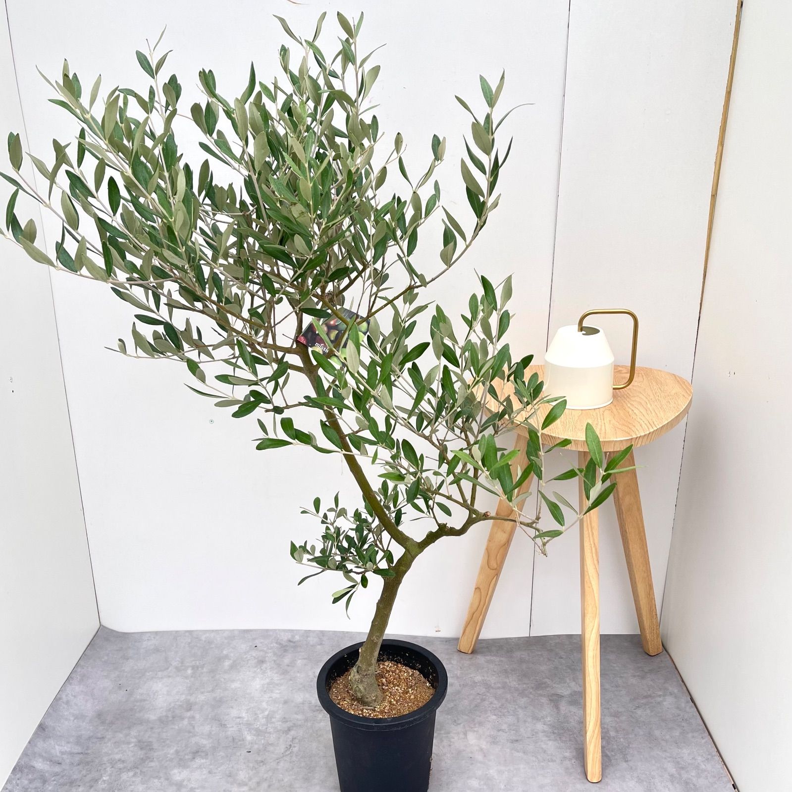 オリーブ ミッション 6 現品 A級品 観葉植物 創樹 SOUJU 7号