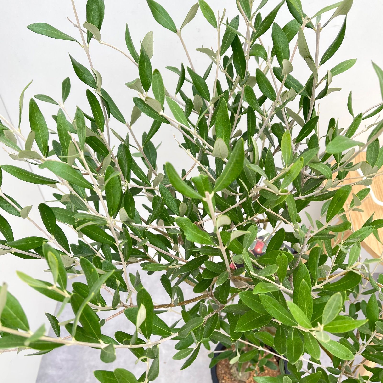 オリーブ ミッション 6【現品】☆A級品☆ 観葉植物 創樹 SOUJU 7号