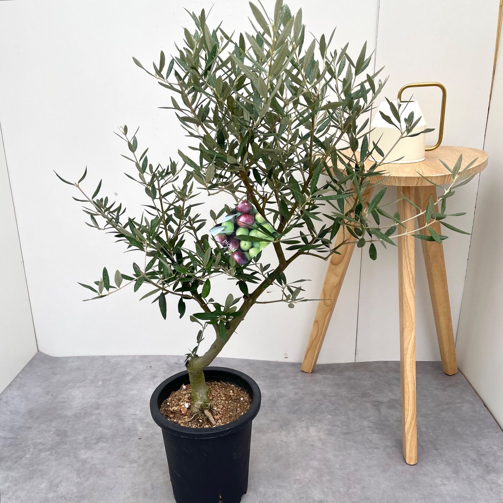 オリーブ ピクアル 7 現品 観葉植物 庭木 創樹 SOUJU 7号