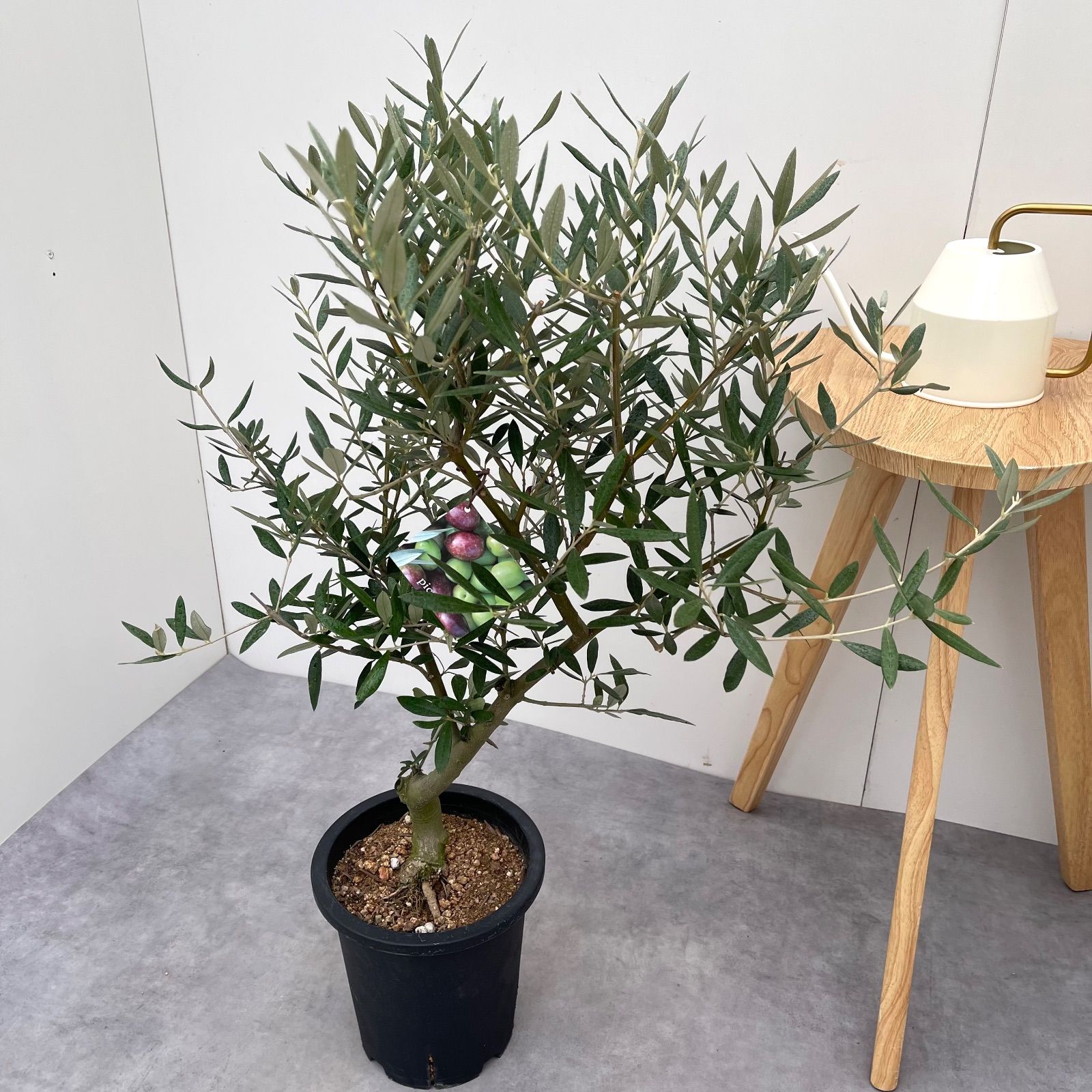 オリーブ ピクアル 7【現品】観葉植物 庭木 創樹 SOUJU 7号