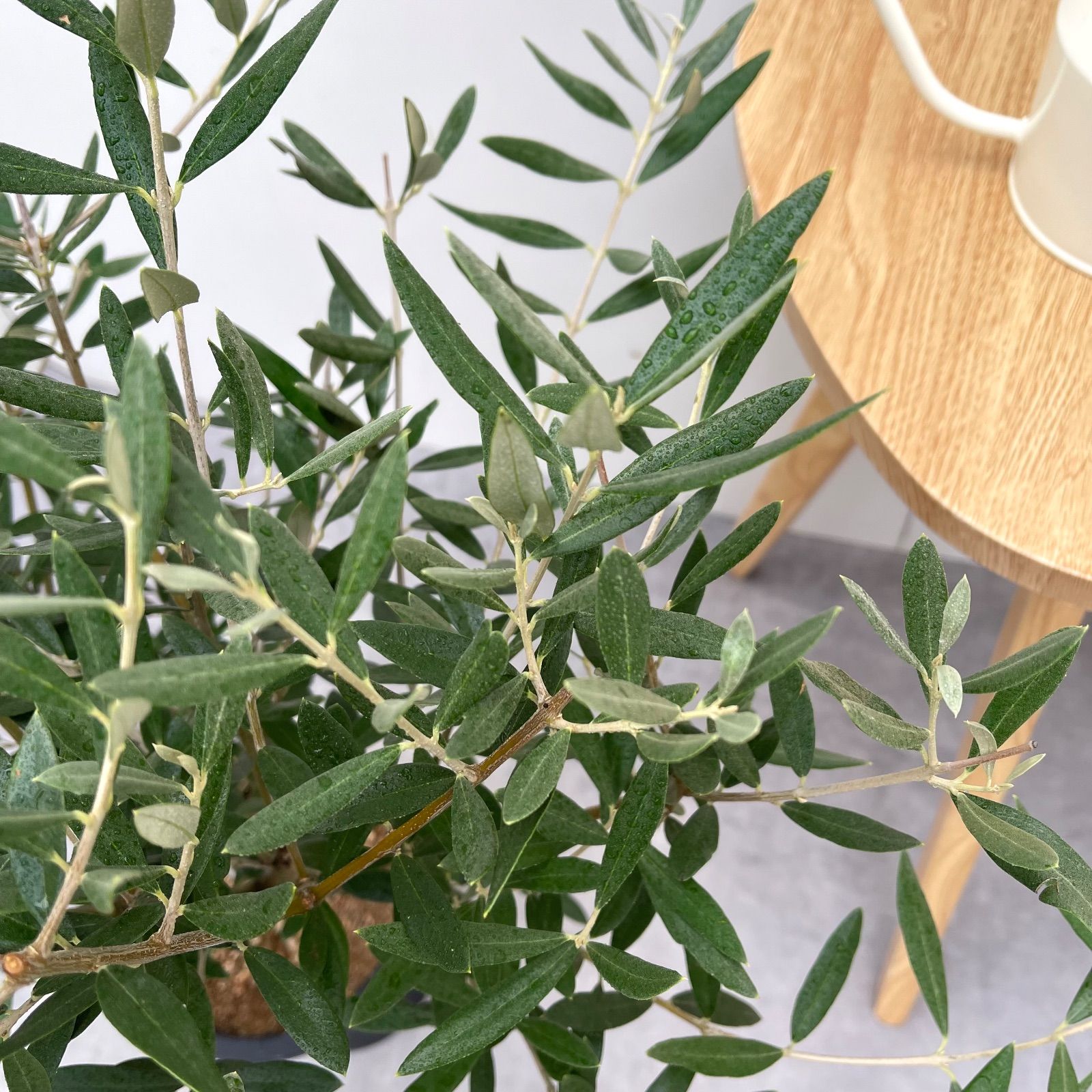 オリーブ ピクアル 7 現品 観葉植物 庭木 創樹 SOUJU 7号