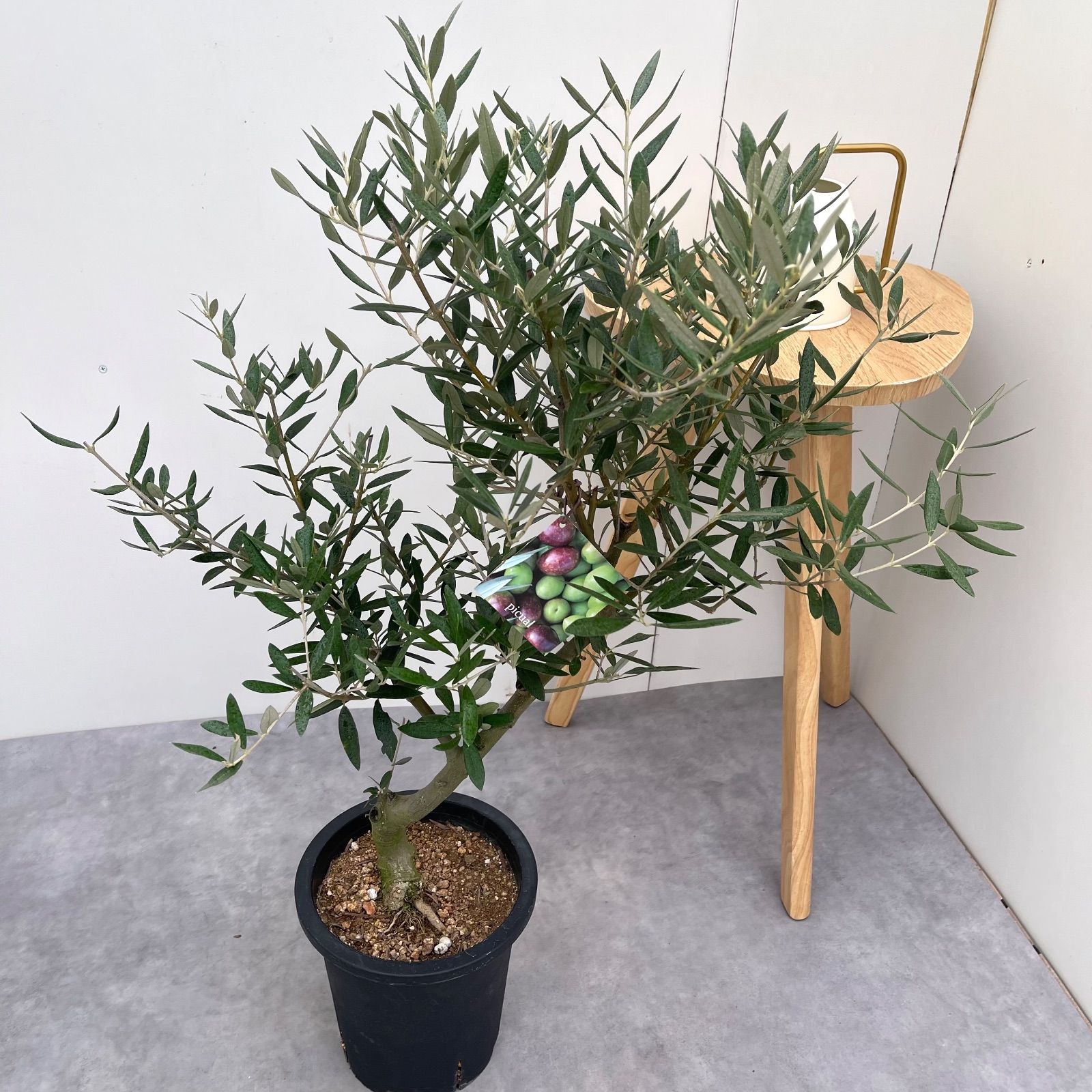オリーブ ピクアル 7 現品 観葉植物 庭木 創樹 SOUJU 7号