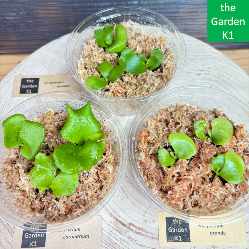 ビカクシダ 5種セット ビカクシダ2種セット ウィリンキー OMG