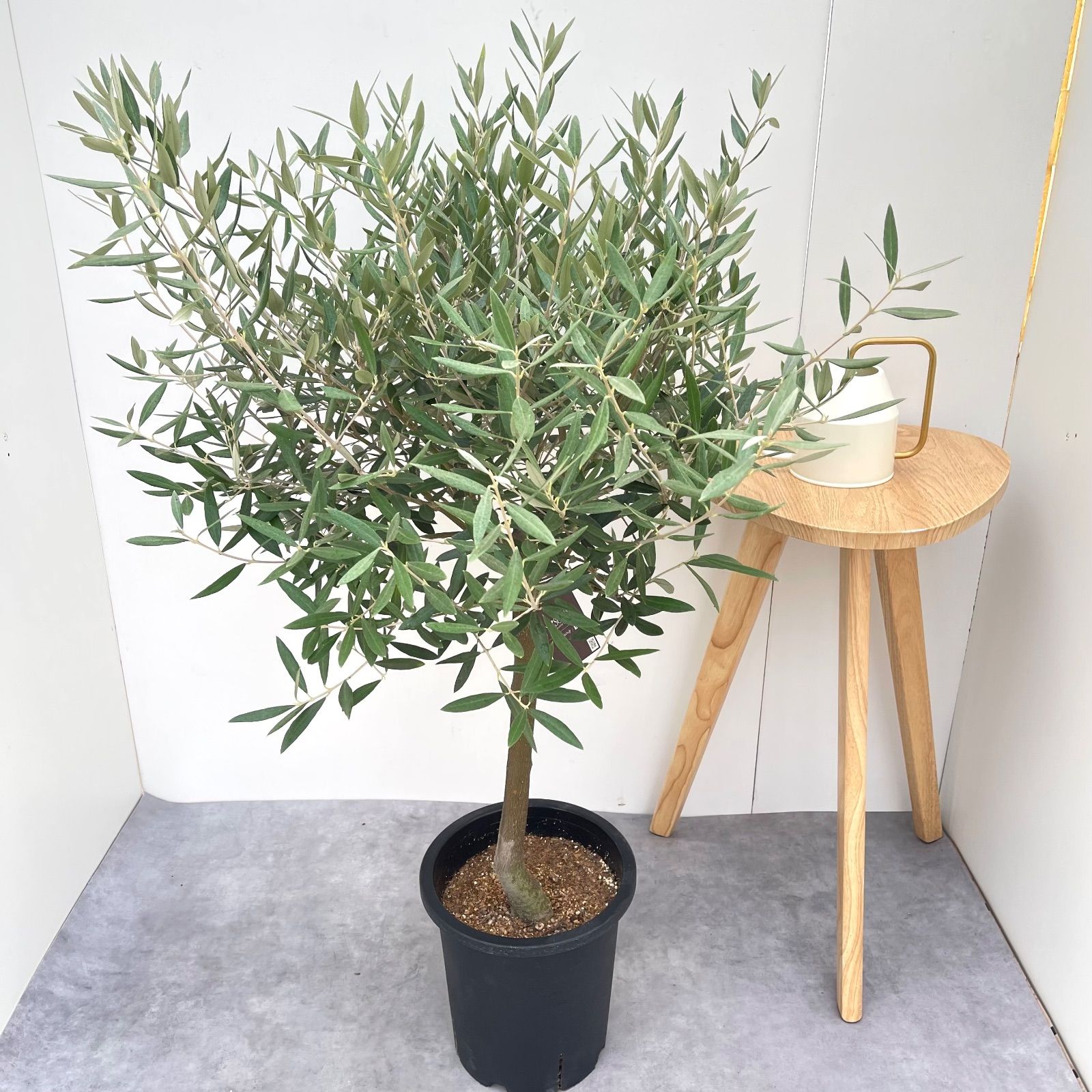 オリーブ ピクアル