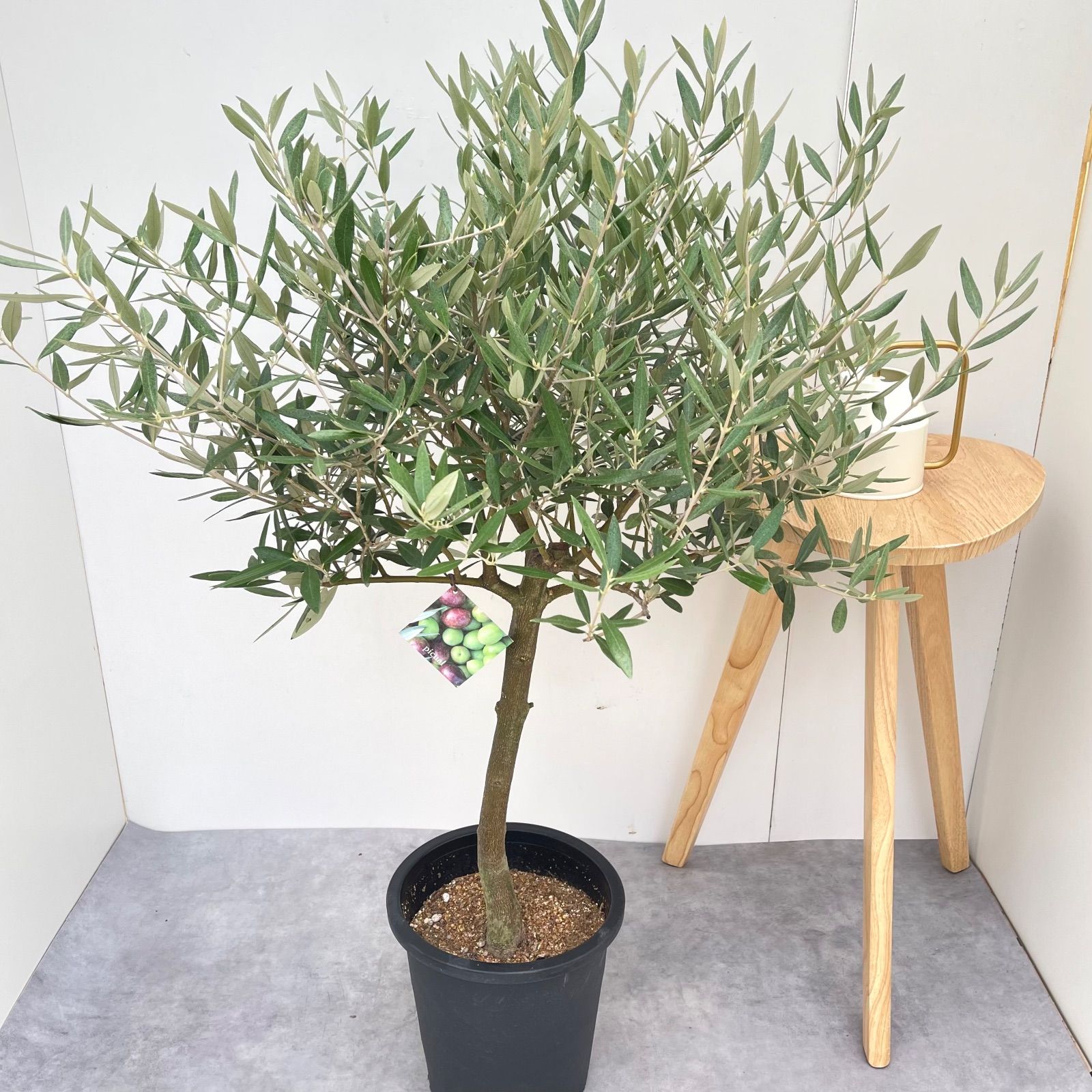 オリーブ ピクアル 8 現品 観葉植物 庭木 創樹 SOUJU 大型