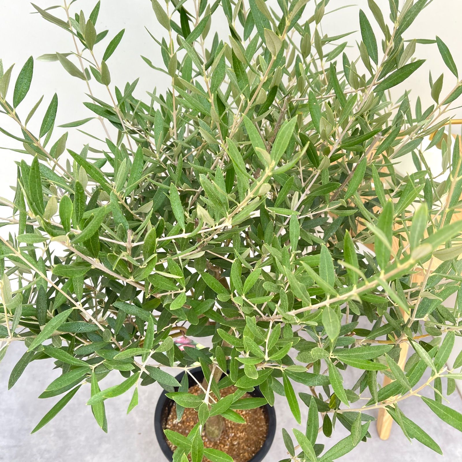 オリーブ ピクアル 8 現品 観葉植物 庭木 創樹 SOUJU 大型 常緑樹 苗木 植木 フラワー ガーデニング