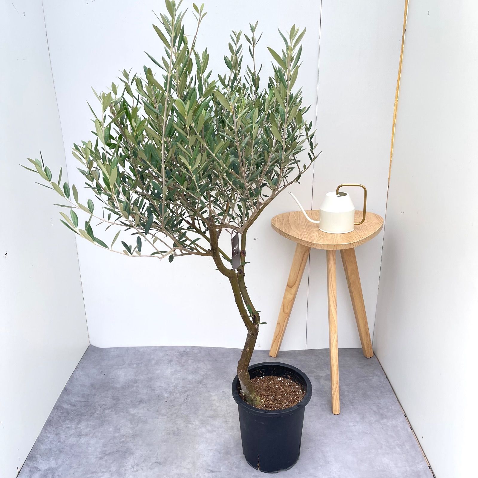 オリーブ マンザニロ 10 現品 A級品 観葉植物 創樹 SOUJU 大型 WWW_GEBZETESISAT_COM_TR