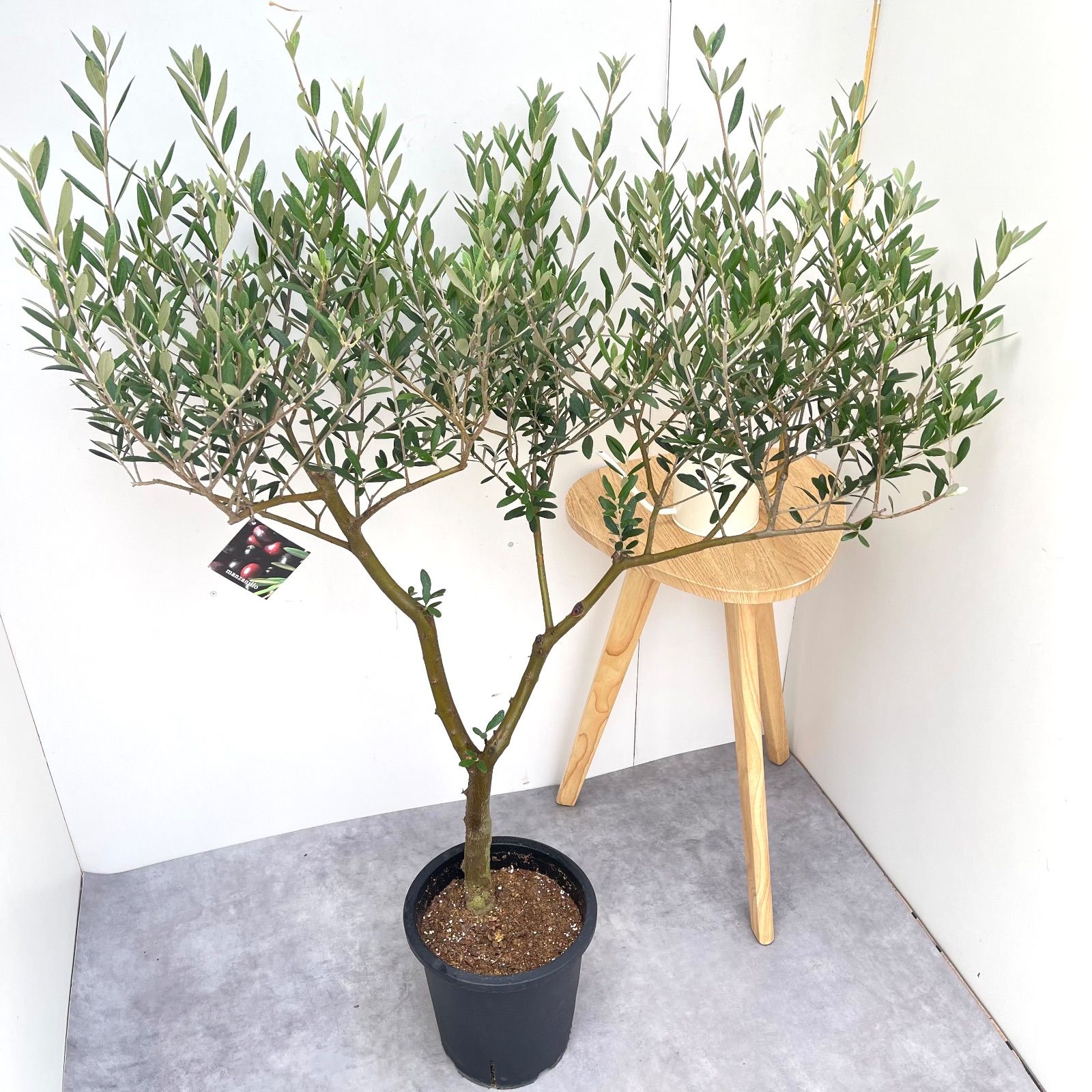 オリーブ マンザニロ 10 現品 A級品 観葉植物 創樹 SOUJU 大型