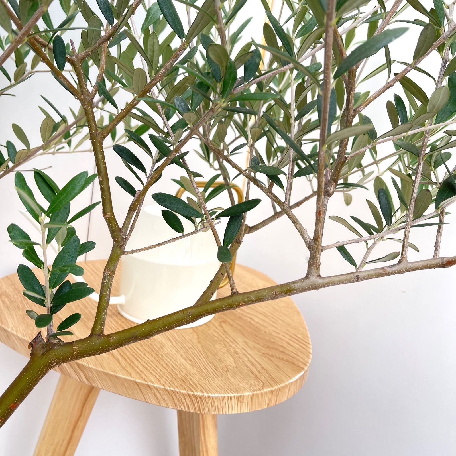 A級品 観葉植物