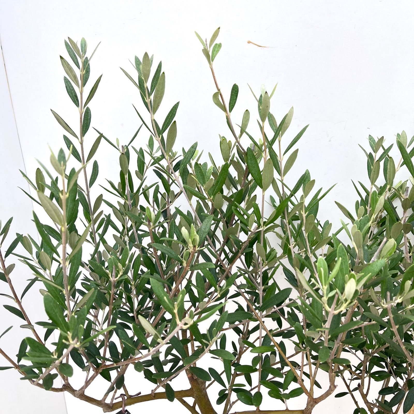 A級品 観葉植物