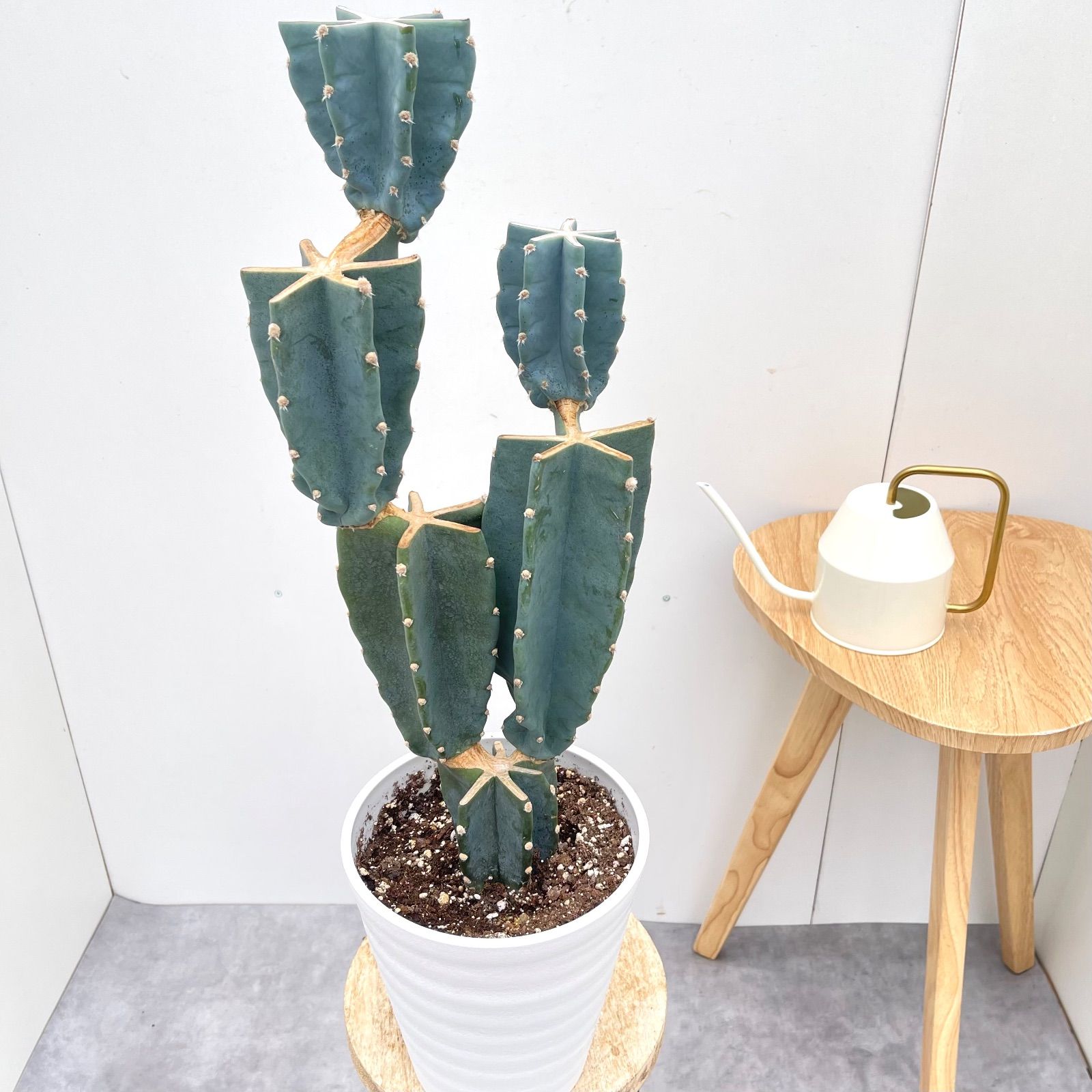 サボテン 柱サボテン ブランチ 5【現品】観葉植物 室内 ドライガーデン 6号