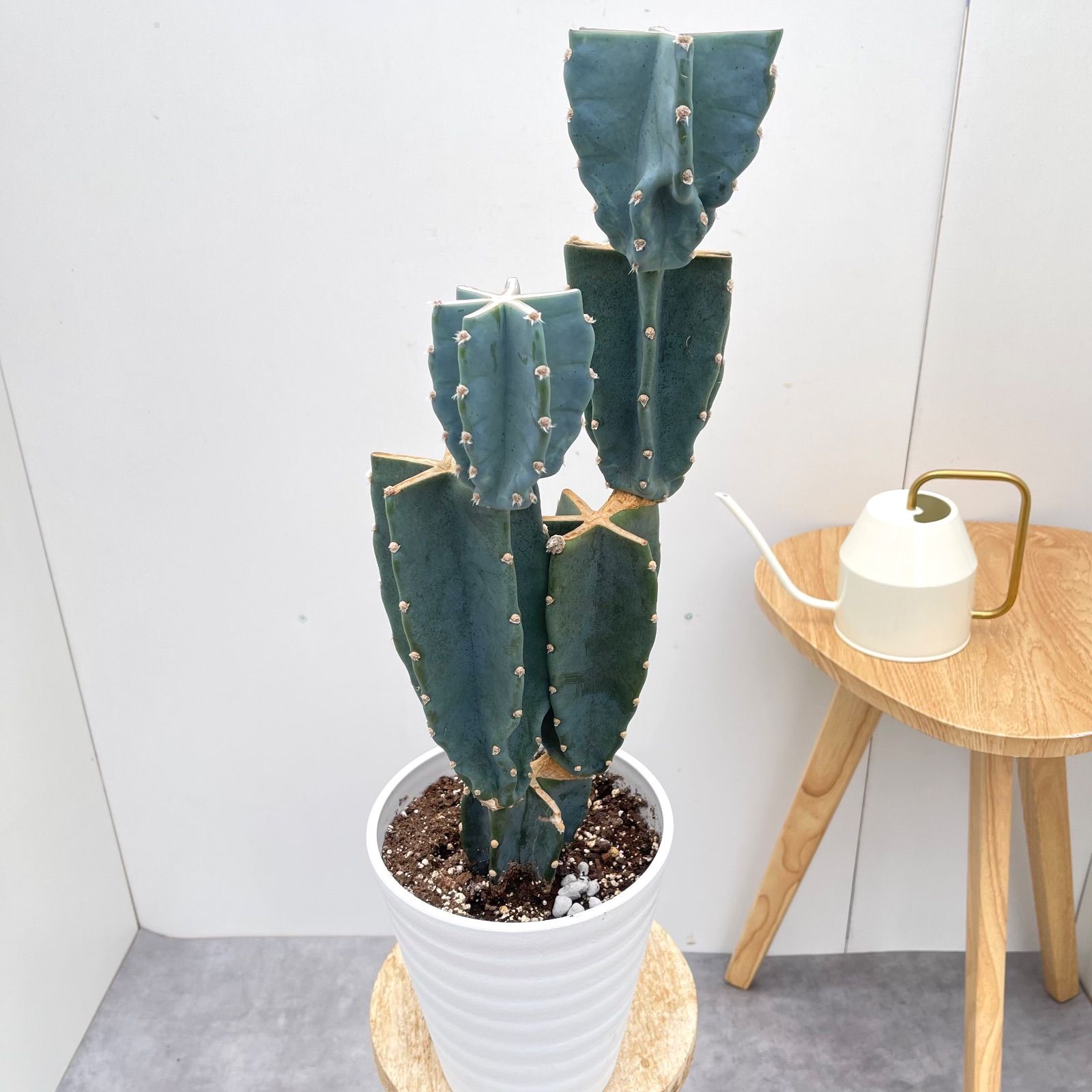 柱サボテン ブランチ 6【現品】観葉植物 室内 ドライガーデン 6号