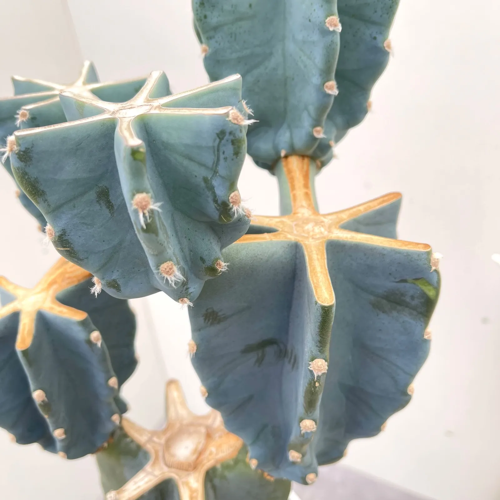 柱サボテン　ブランチ　6鉢セット　5寸 柱サボテン ブランチ6 柱サボテン ブランチ6鉢セット 5寸鉢 柱サボテン