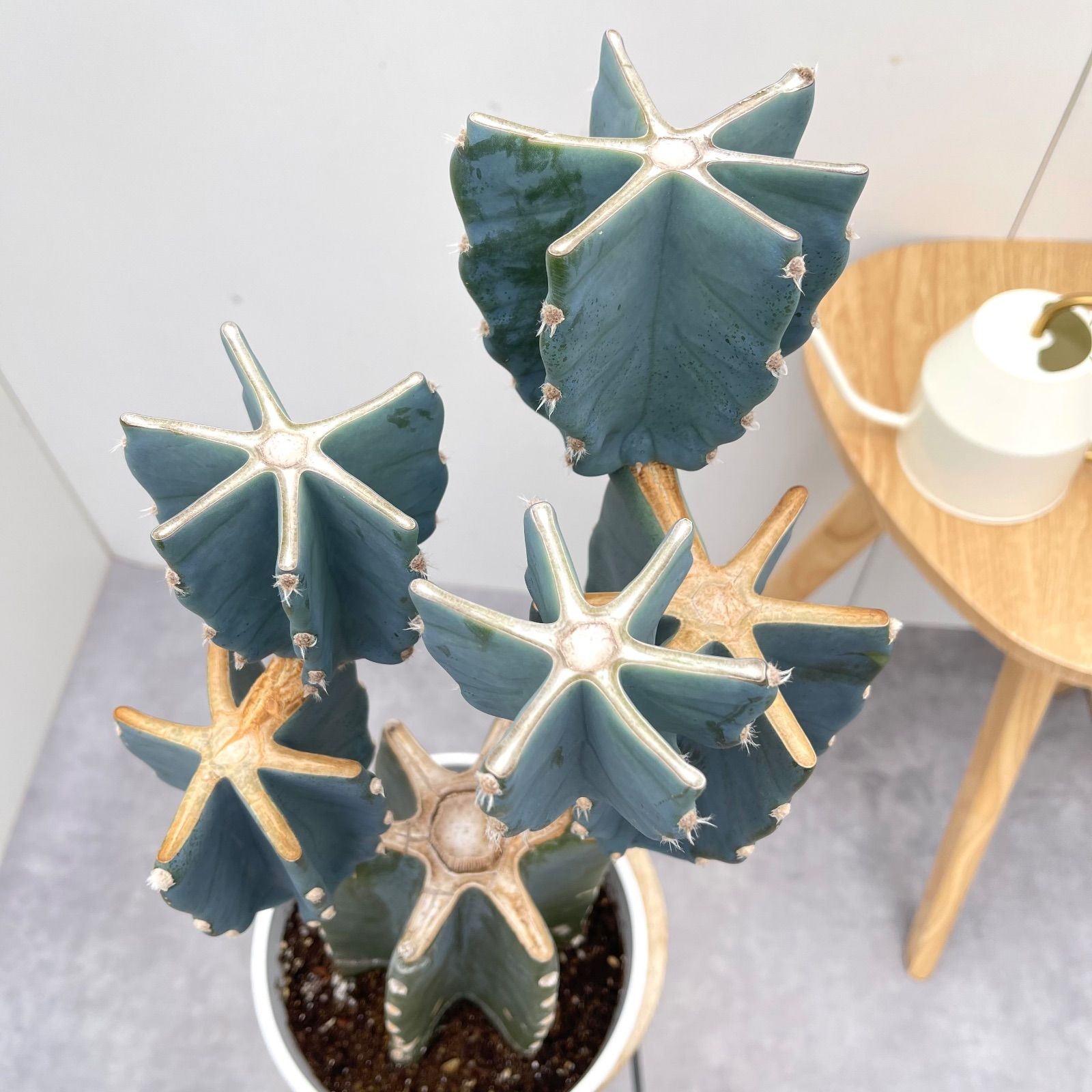 柱サボテン ブランチ 6【現品】観葉植物 室内 ドライガーデン 6号