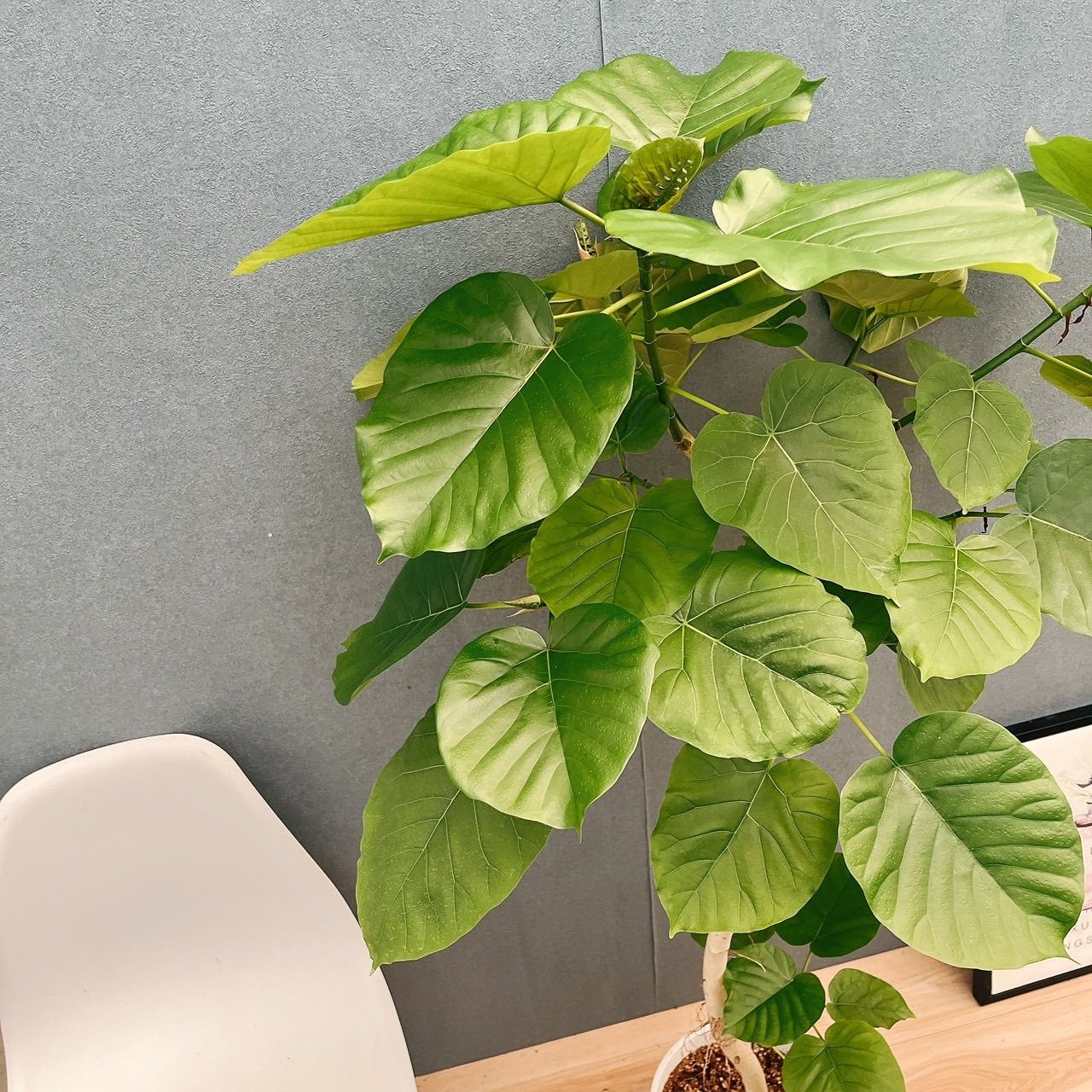 現品 24番 フィカス ウンベラータ 8号 観葉植物 室内 大型 ゴムの木 人気 かわいい 上品