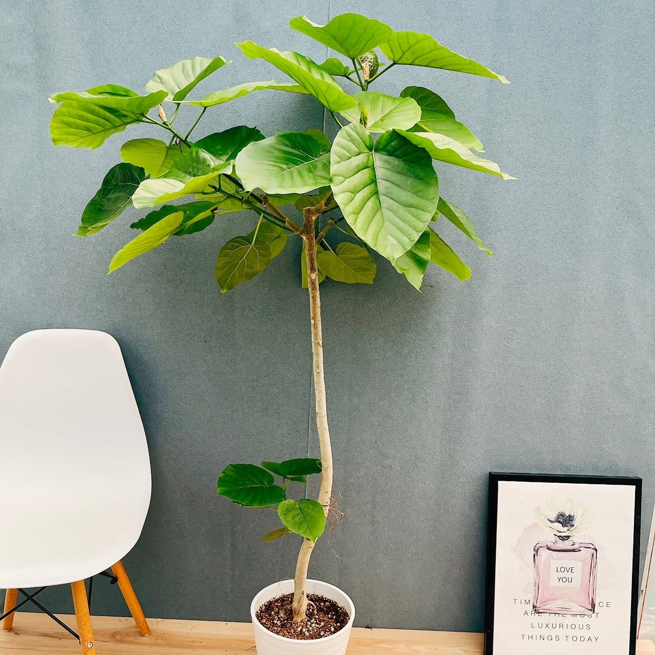 現品］24番 フィカス ウンベラータ 8号 観葉植物 室内 大型 ゴムの木