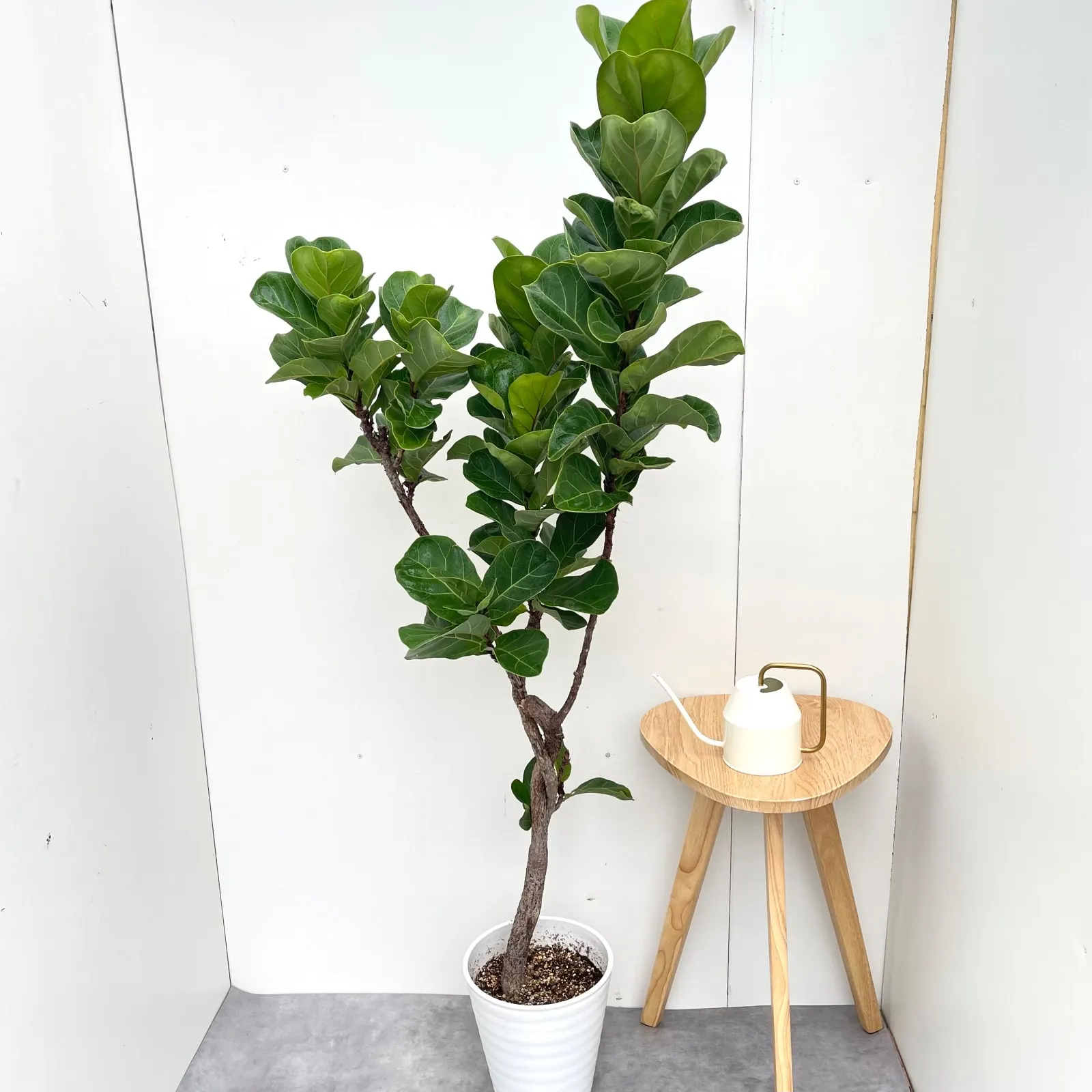 2026年最新】フィカスバンビーノの人気アイテム - メルカリ