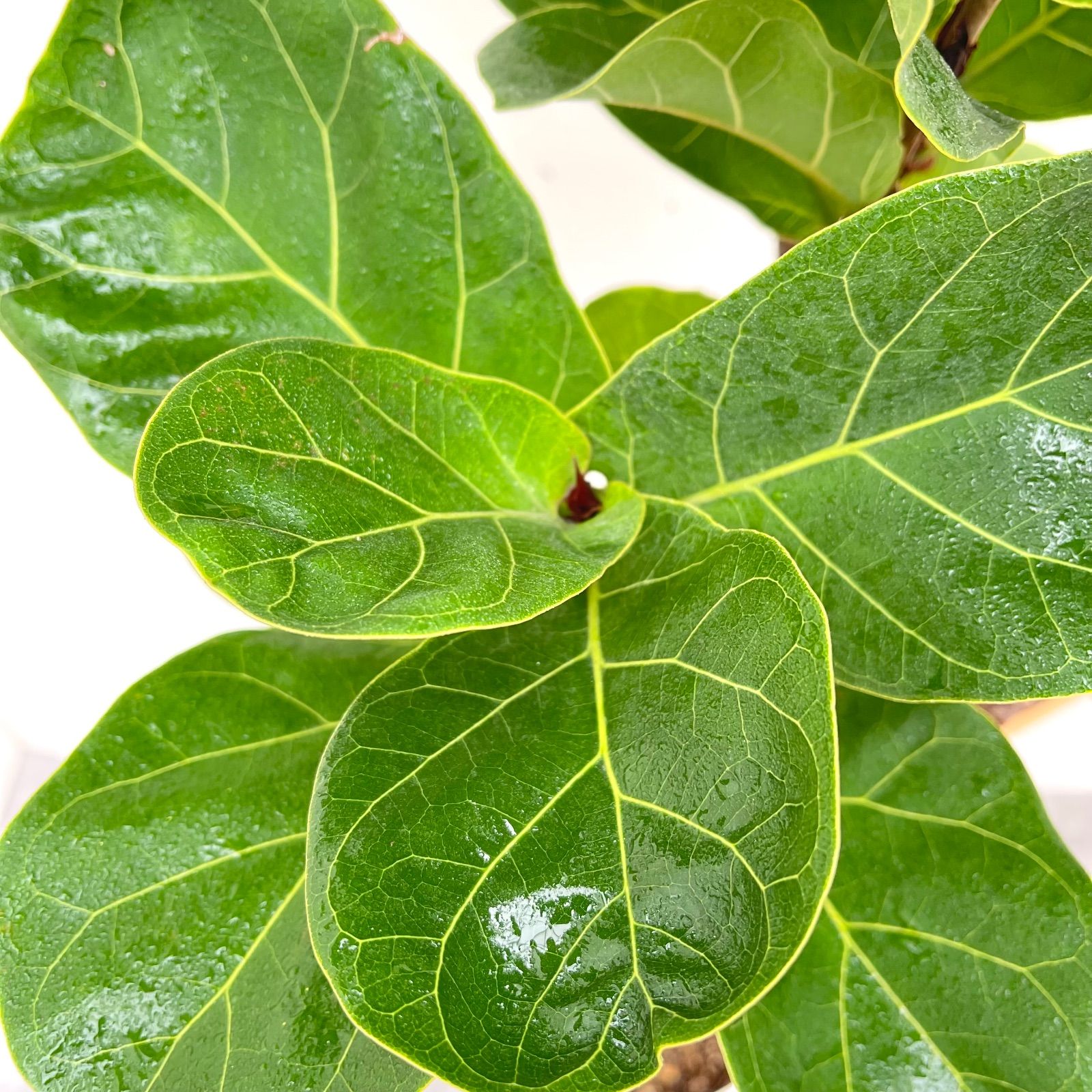 カシワバゴム フィカス リラータ 11 現品 観葉植物 大型 室内