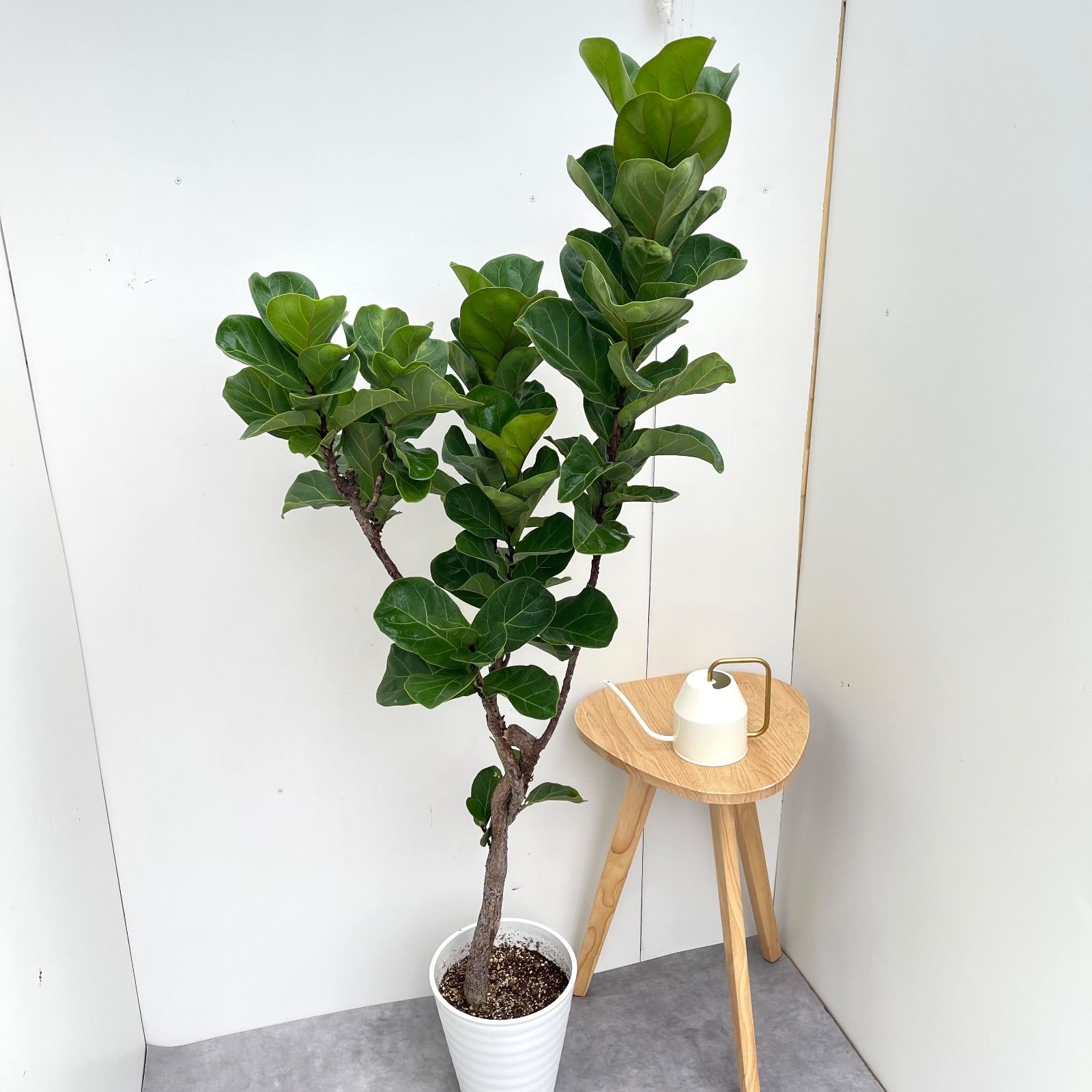 カシワバゴム フィカス リラータ 11 現品 観葉植物 大型 室内