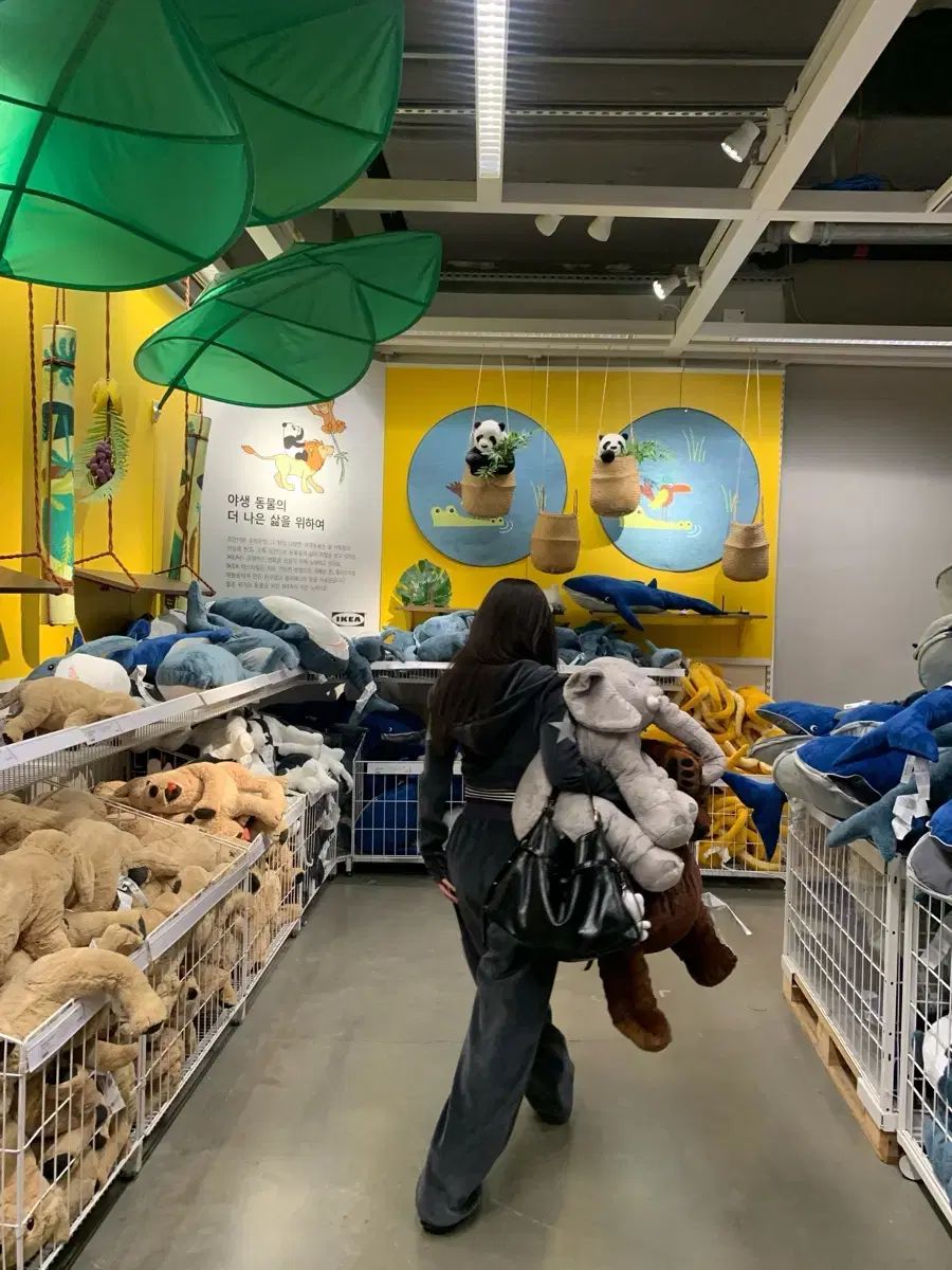 スター トレーナー