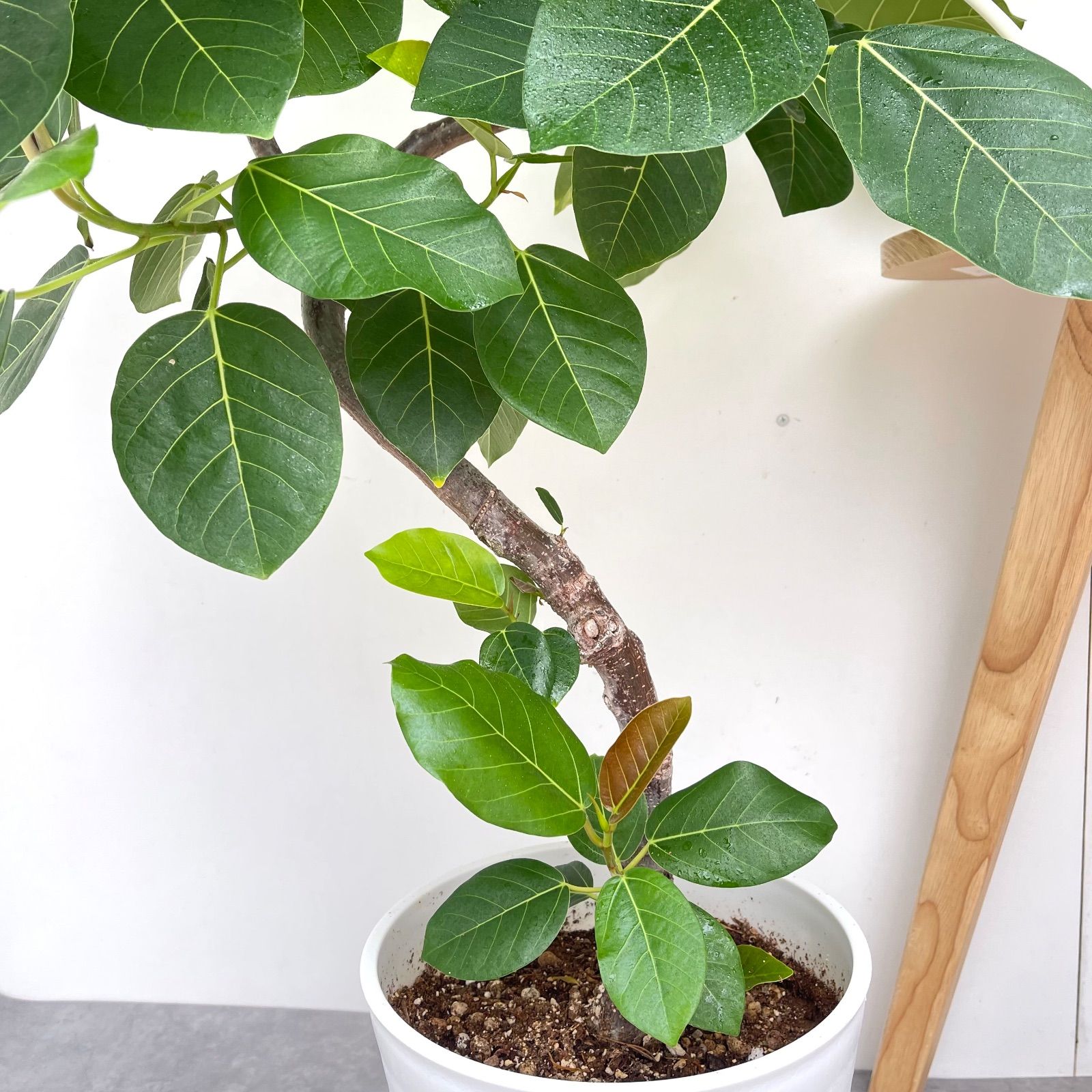 フィカス グランディス 曲がり 1【現品】☆希少☆ 観葉植物 室内 大型