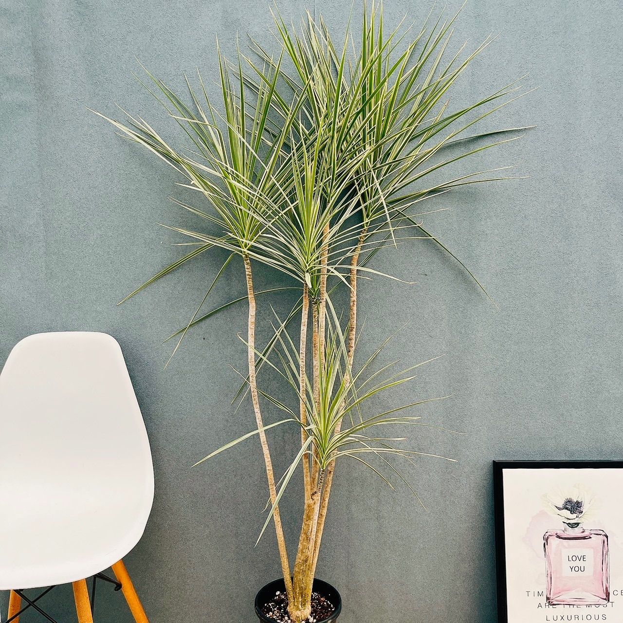 現品 H ドラセナ コンシンネ ホワイボリー 観葉植物 室内 7号 プラ鉢 ストレート