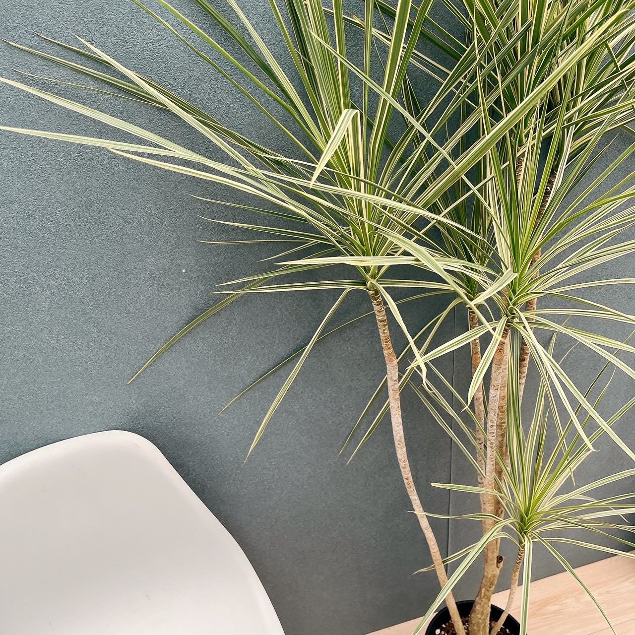 現品 H ドラセナ コンシンネ ホワイボリー 観葉植物 室内 7号 プラ鉢 ストレート