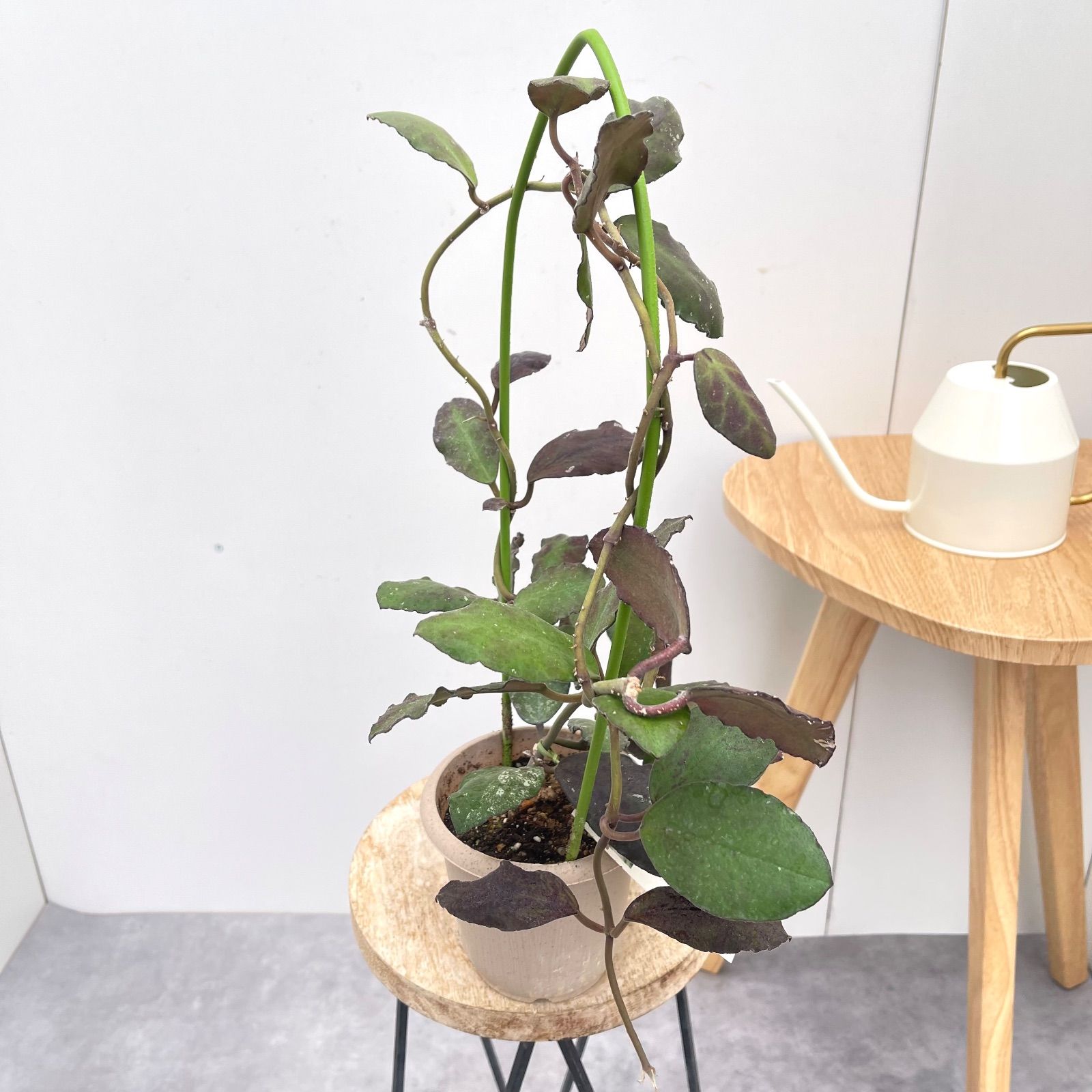 観葉植物 ホヤ メリフルア【現品】☆希少☆ 観葉植物 室内