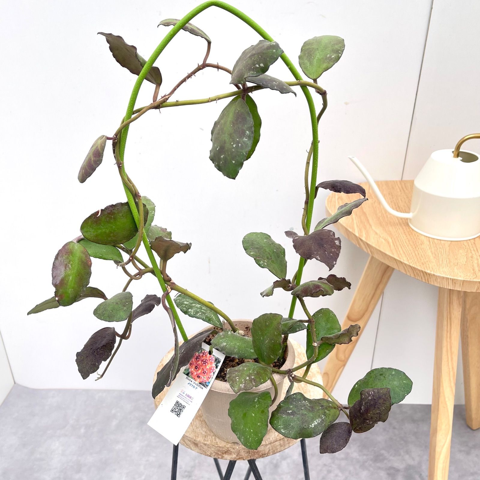 時代物 萬古焼 古萬古 鶴文 蓮型 蓮葉 皿 大皿 良品 骨董 古玩 傷なし