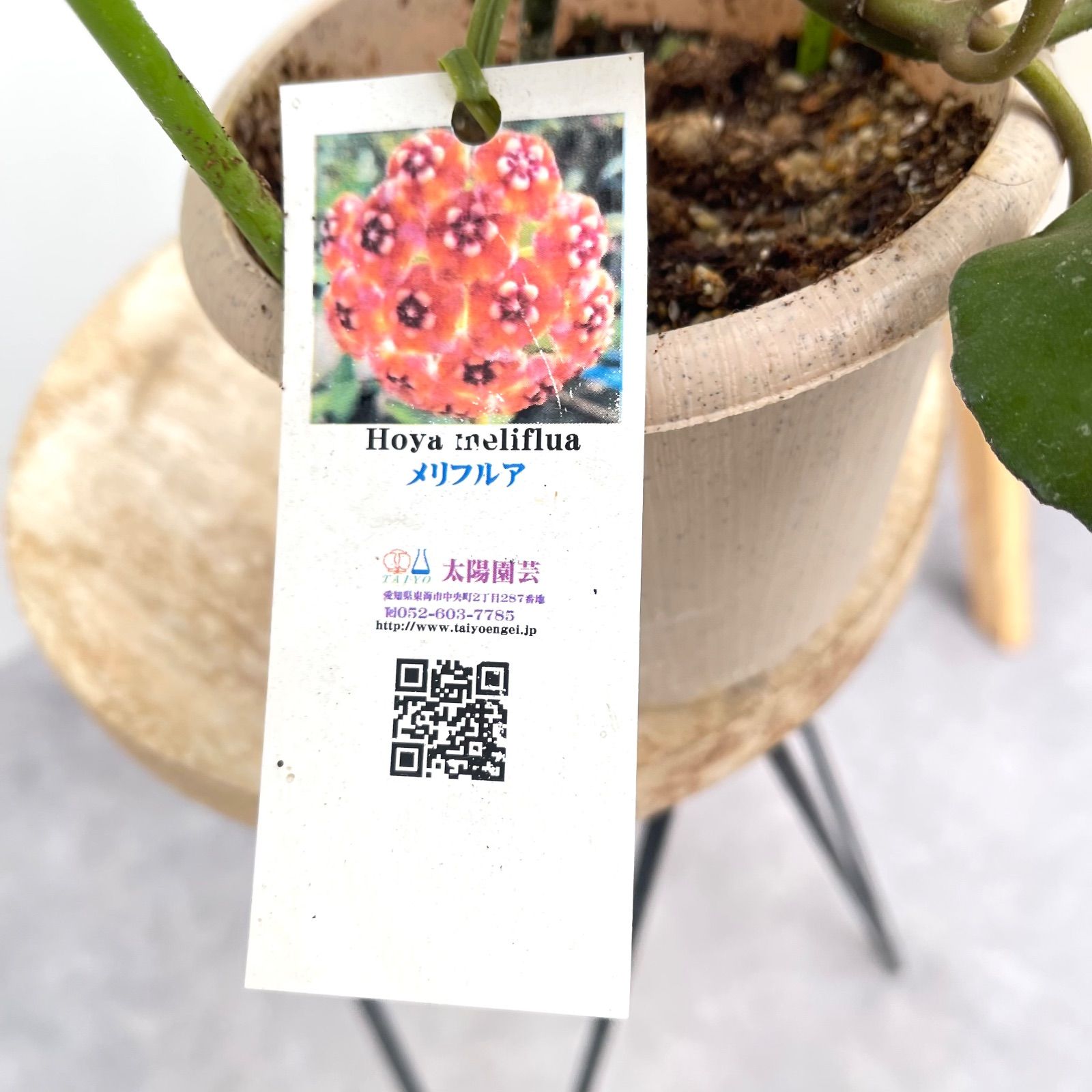 観葉植物 ホヤ メリフルア【現品】☆希少☆ 観葉植物 室内