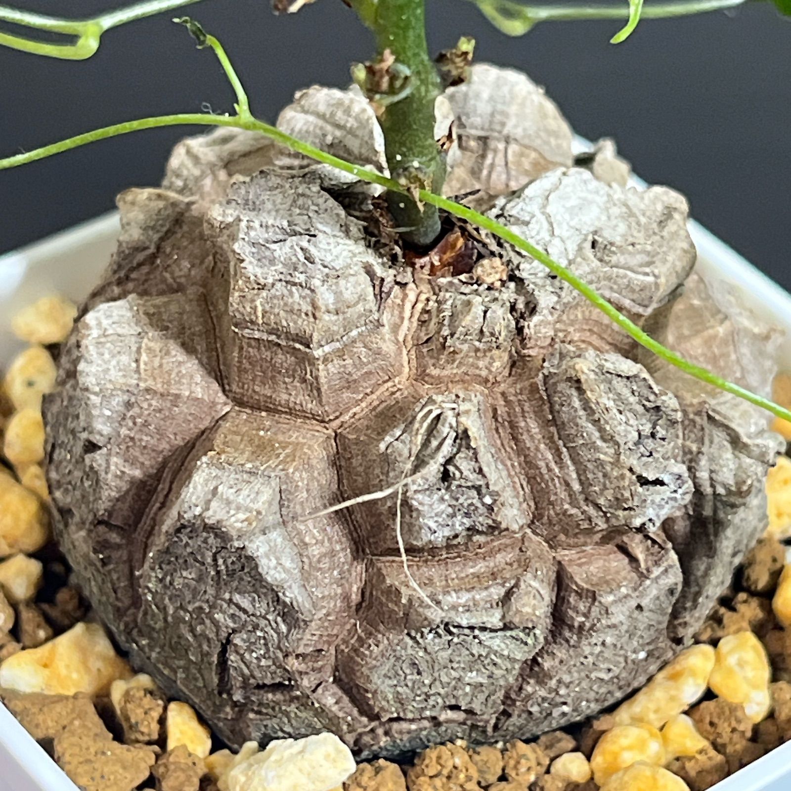 亀甲竜 ディオスコレア エレファンティペス 001 - メルカリ