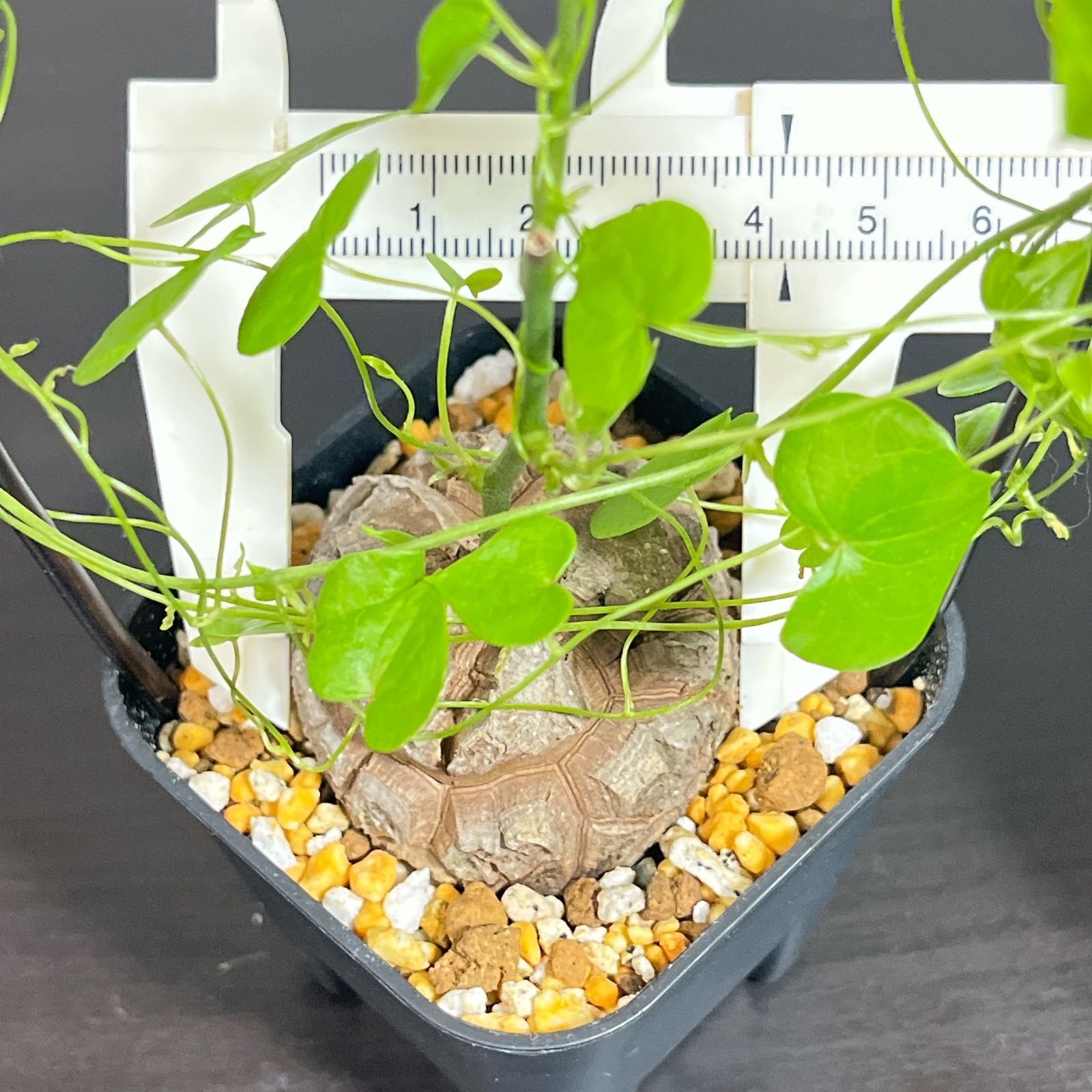 亀甲竜 ディオスコレア エレファンティペス 003 - メルカリ