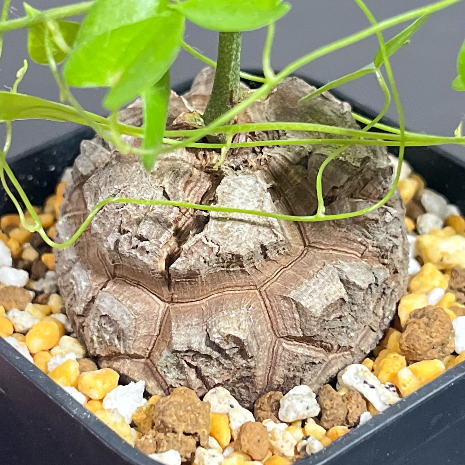 亀甲竜 ディオスコレア エレファンティペス 003 - メルカリ