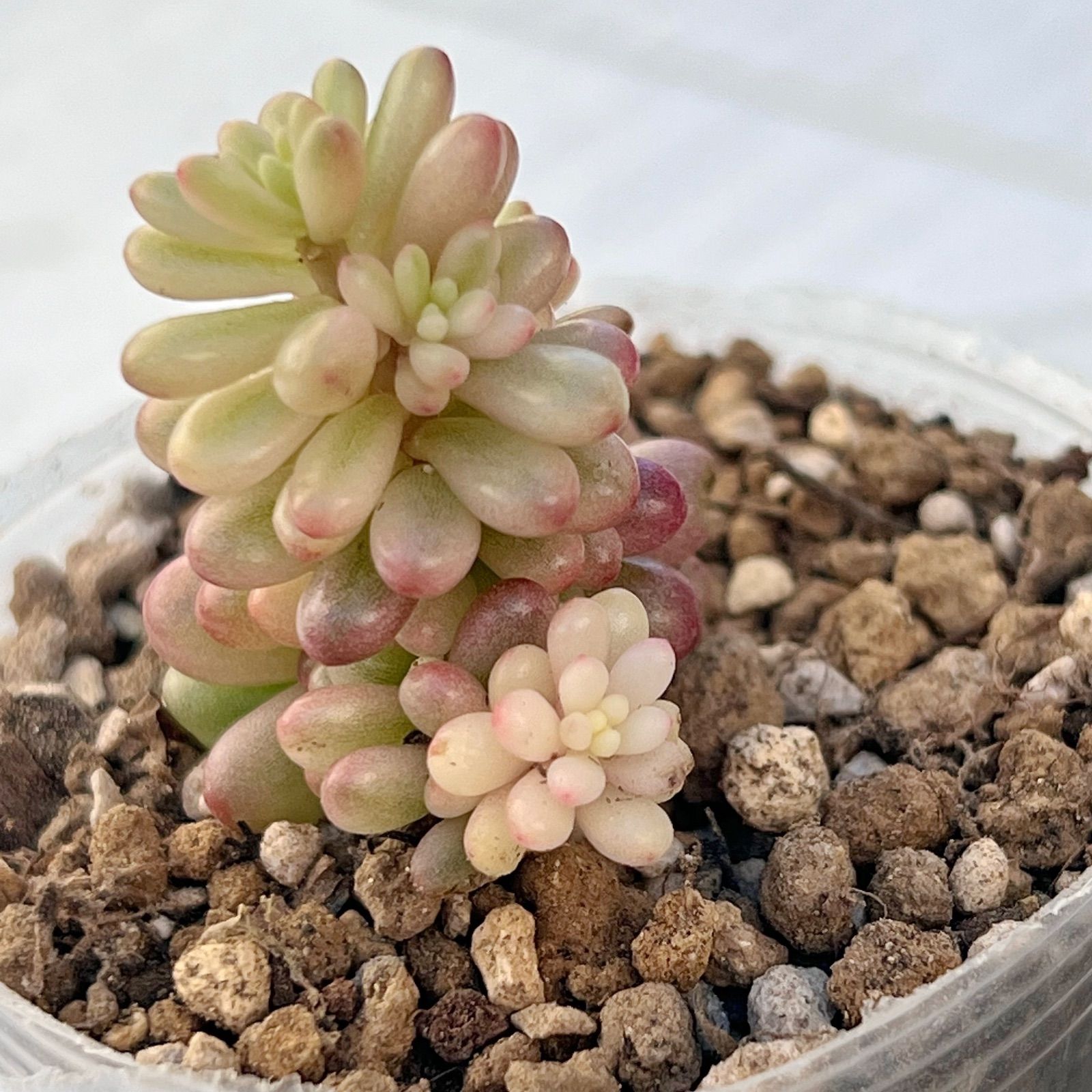 新発売✨セダム レッドベリー錦 根付き 多肉植物 - メルカリ