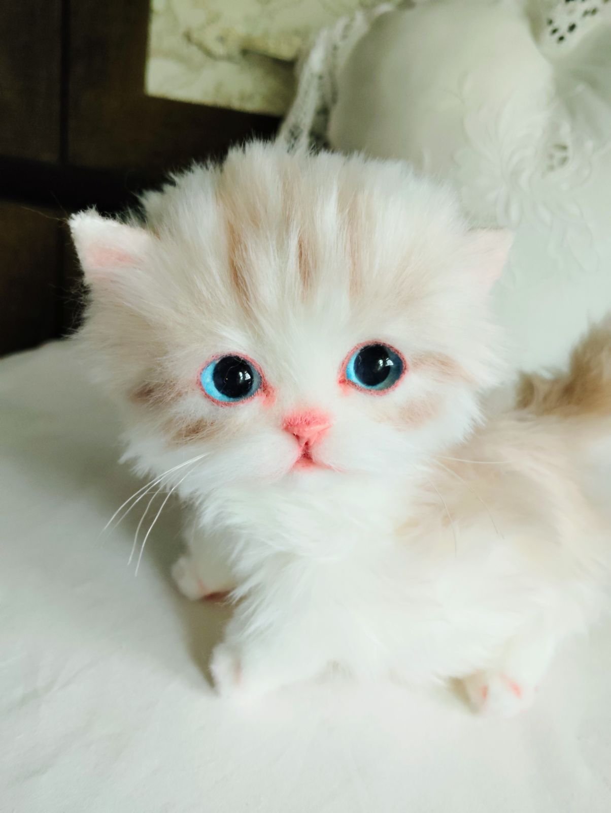 ミヌエット子猫ちゃん