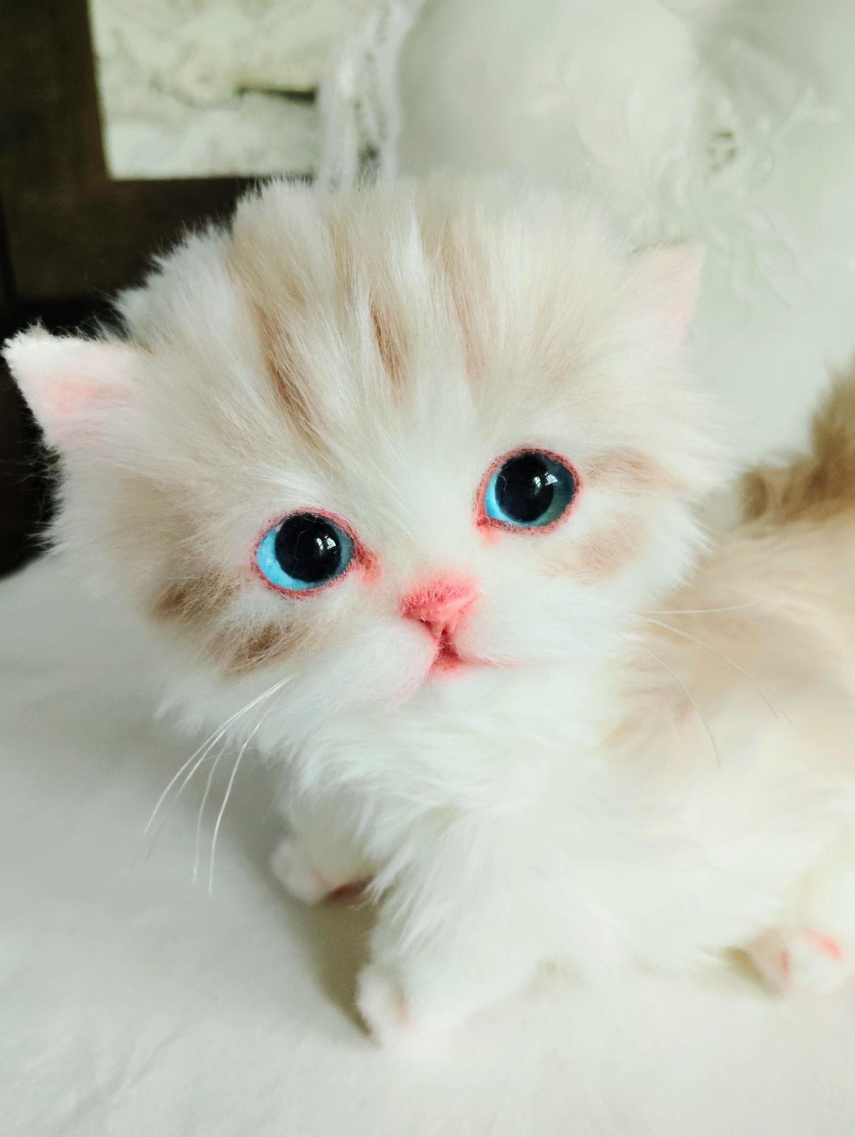 ミヌエット子猫ちゃん