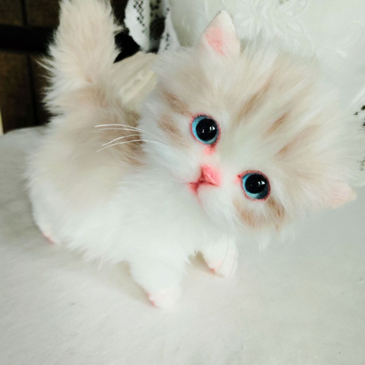 ミヌエット子猫ちゃん