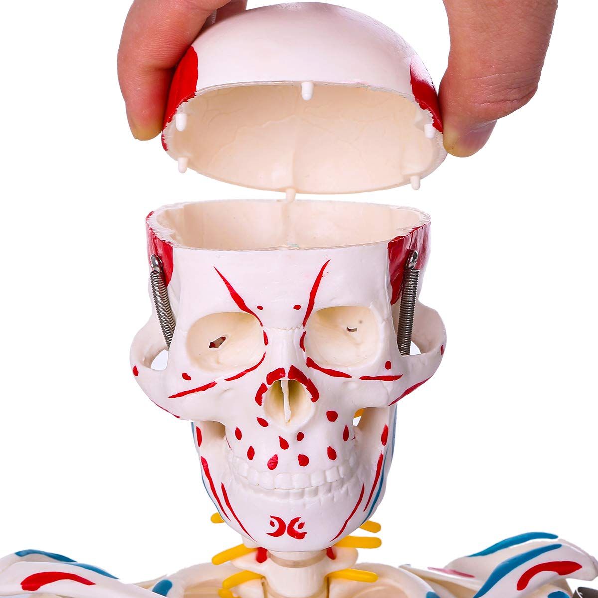 理学療法士監修 人体骨格模型 高精度1 2人体モデル 筋肉起始 停止色表示型 85ＣＭ スタンド付き 教材 医学