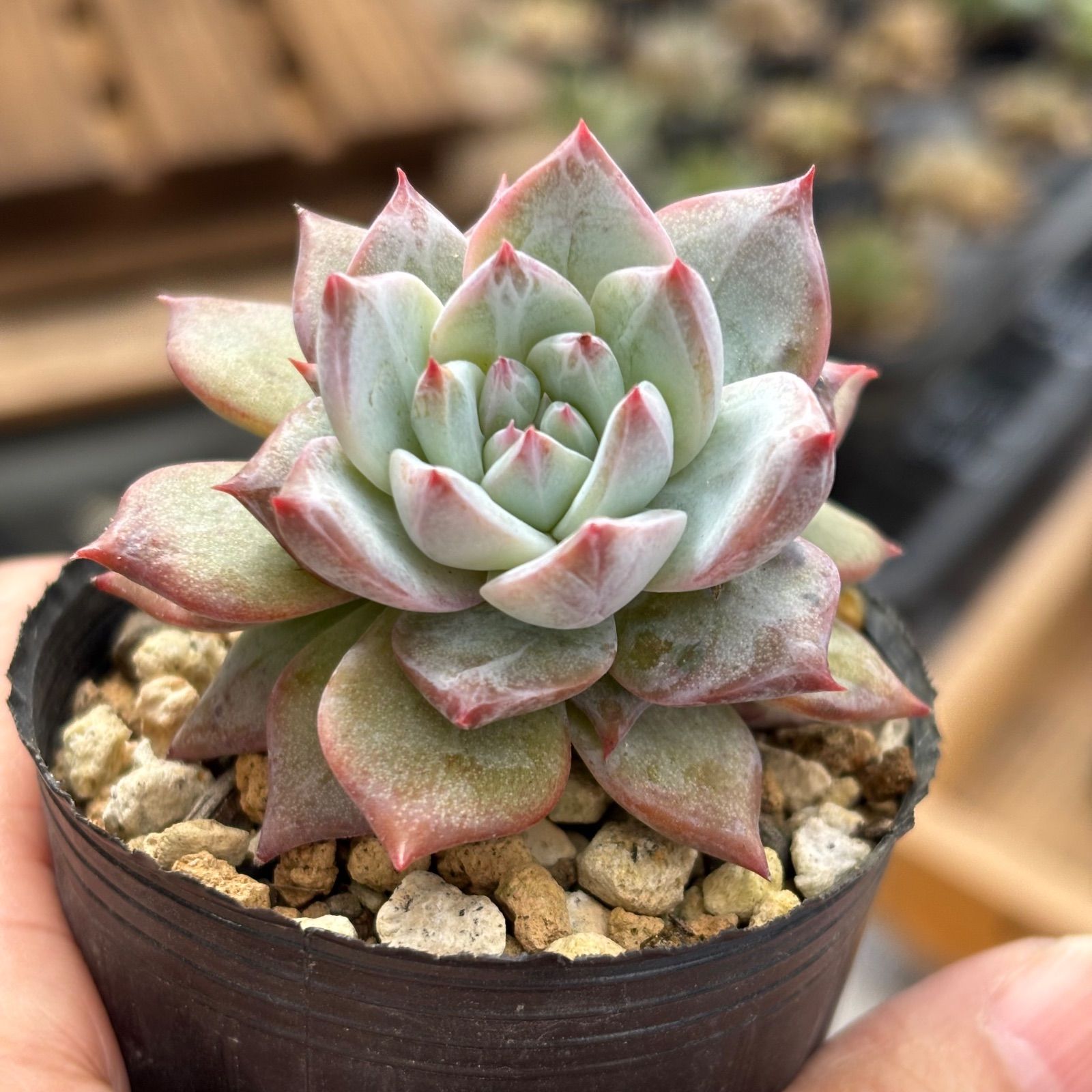 多肉植物 ブルーバード 抜き苗 11/3 - メルカリ