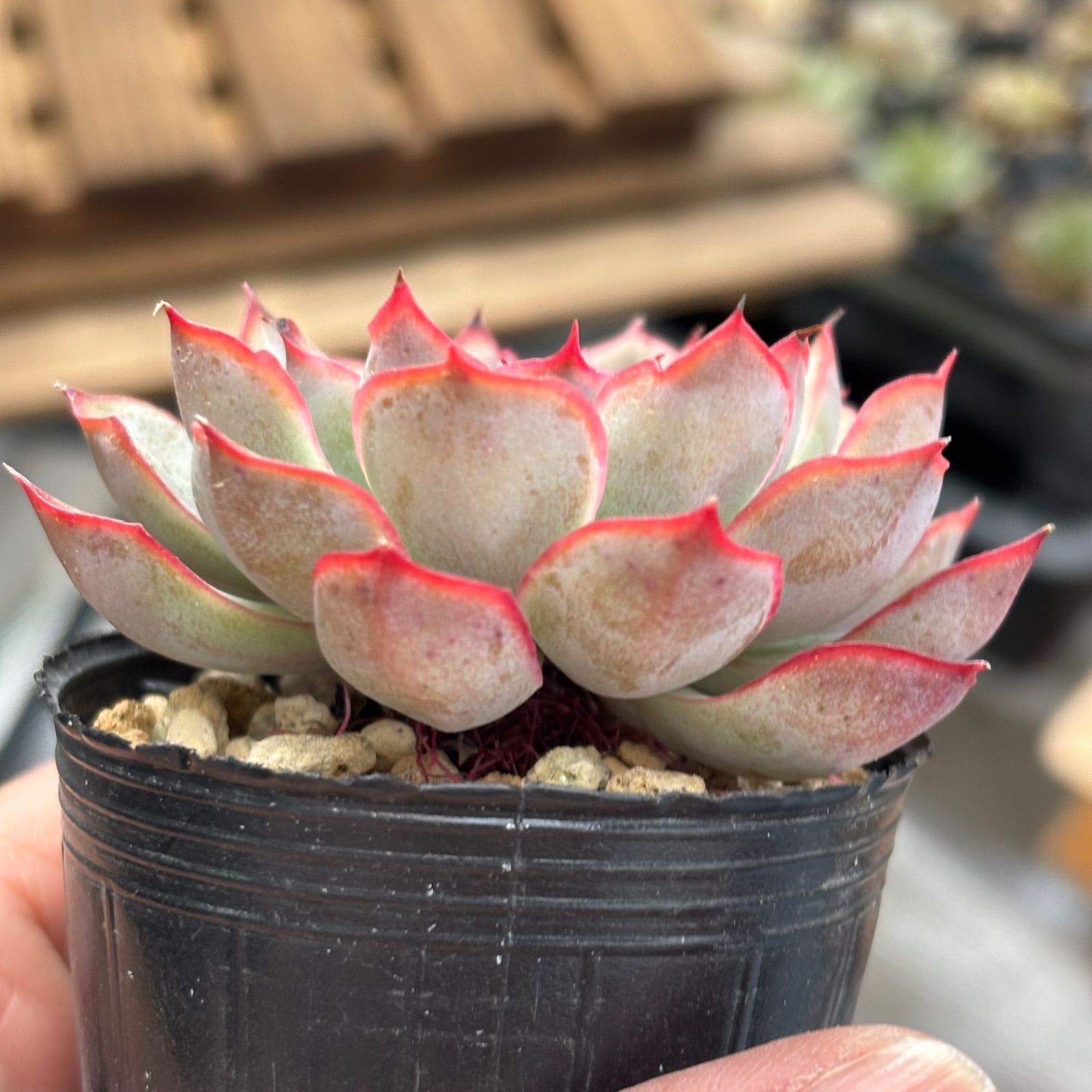 多肉植物 ヘラクレス 抜き苗 11/3 - メルカリ